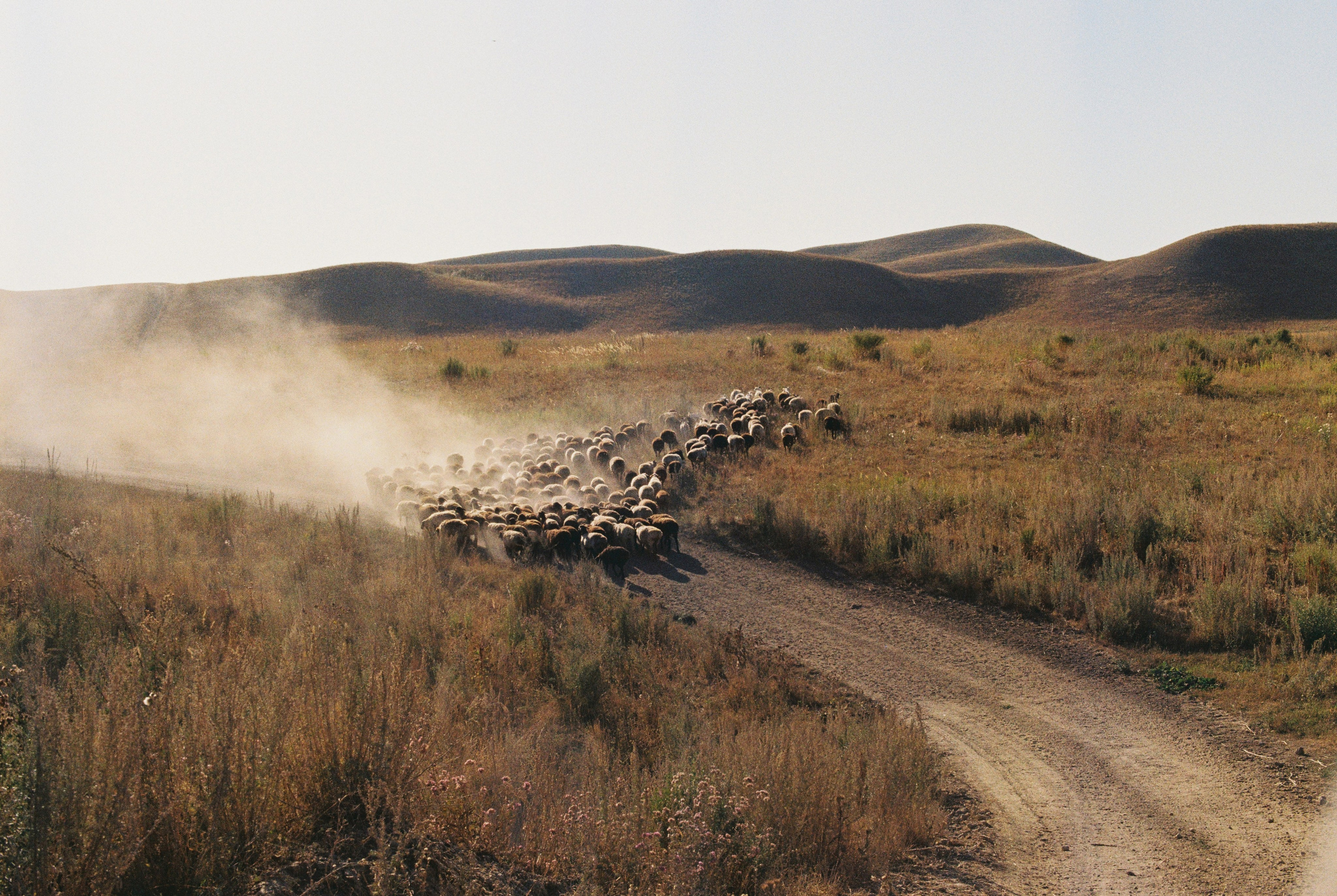 2025 — Путешествия на плёнку. Фотограф в Алматы — Алексей Коньков | Репортаж, свадьбы, портреты