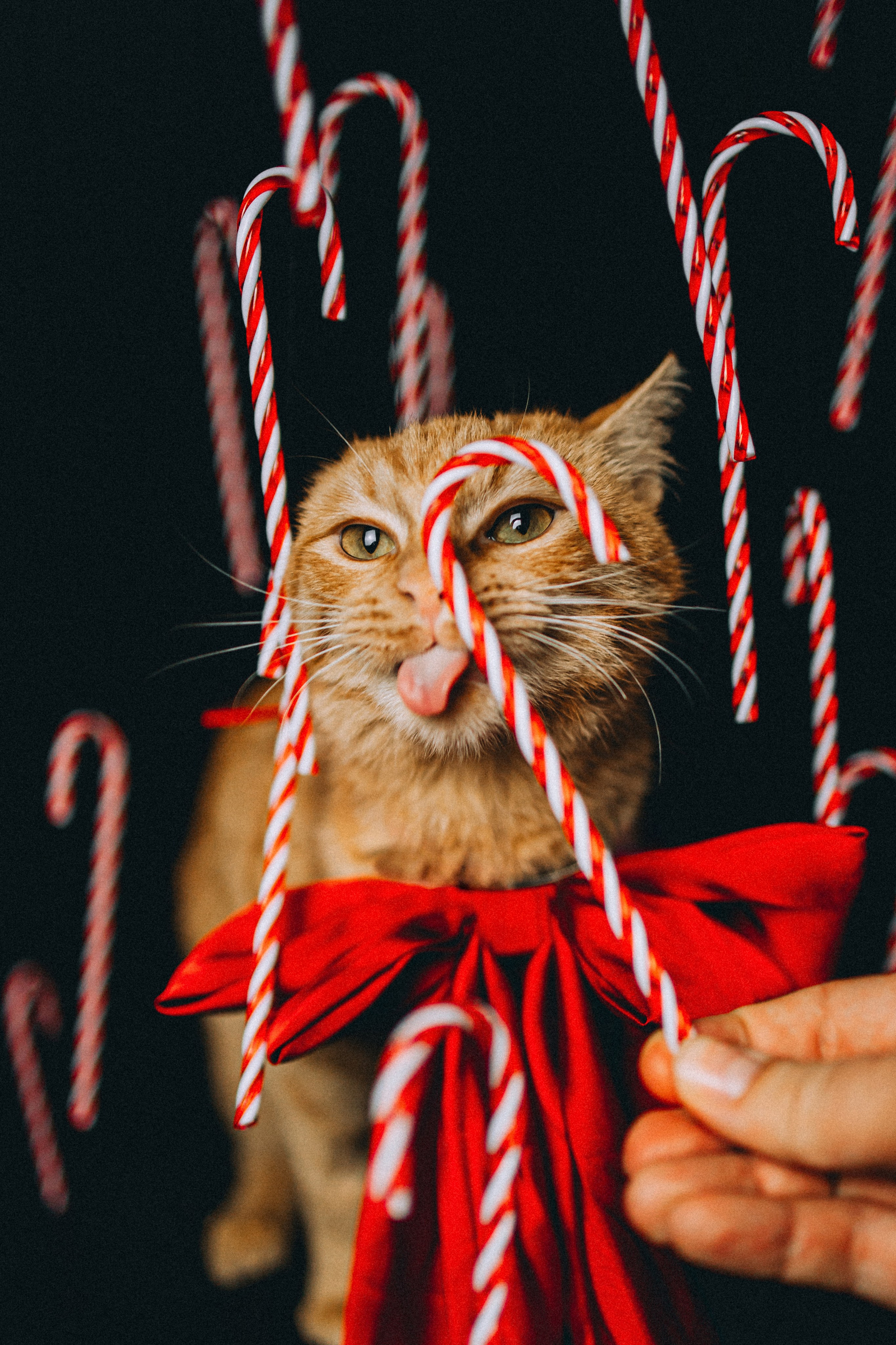 Джек, Бет и Кову