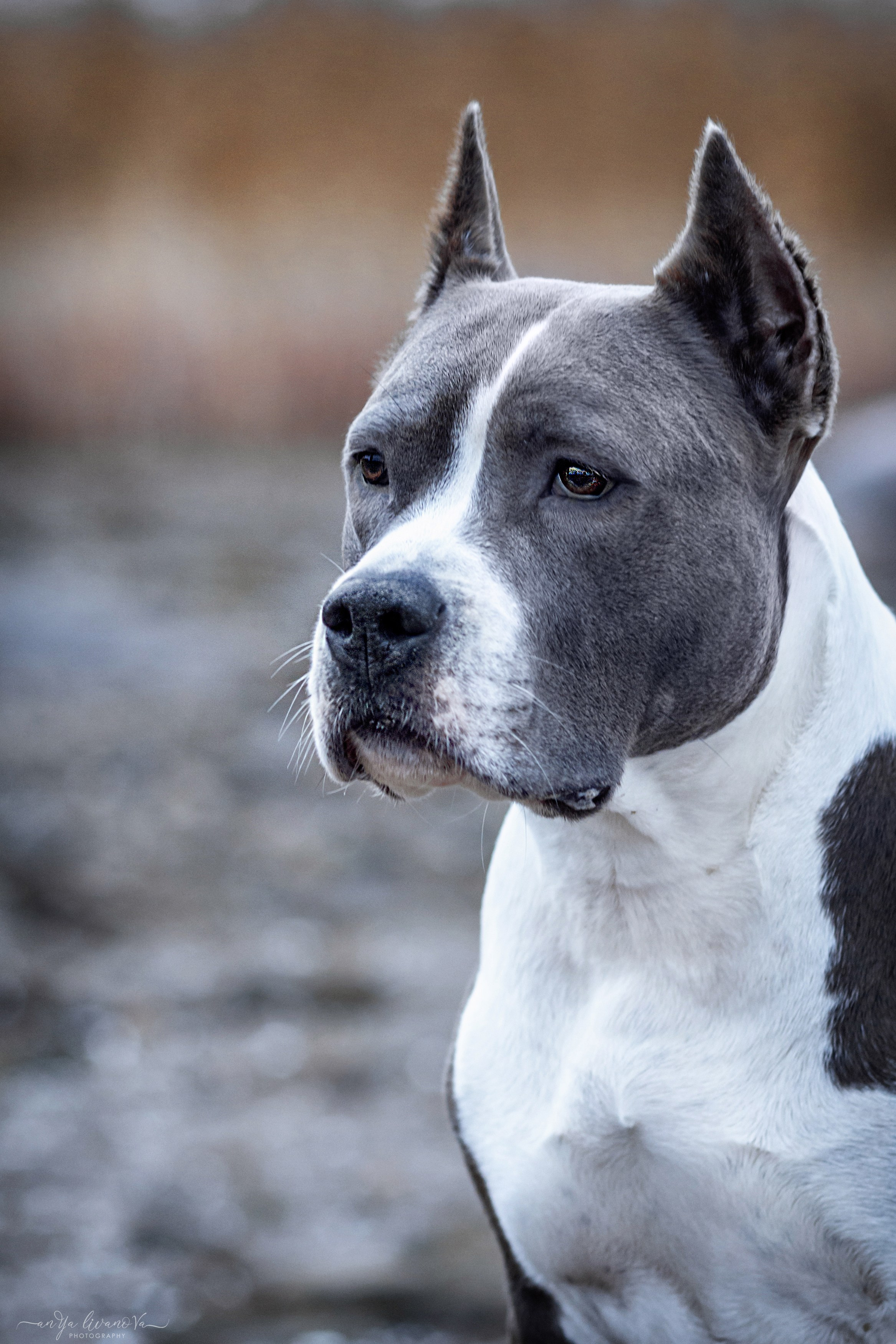 Деля. Фотограф анималист Аня Ливанова | Рыбинск