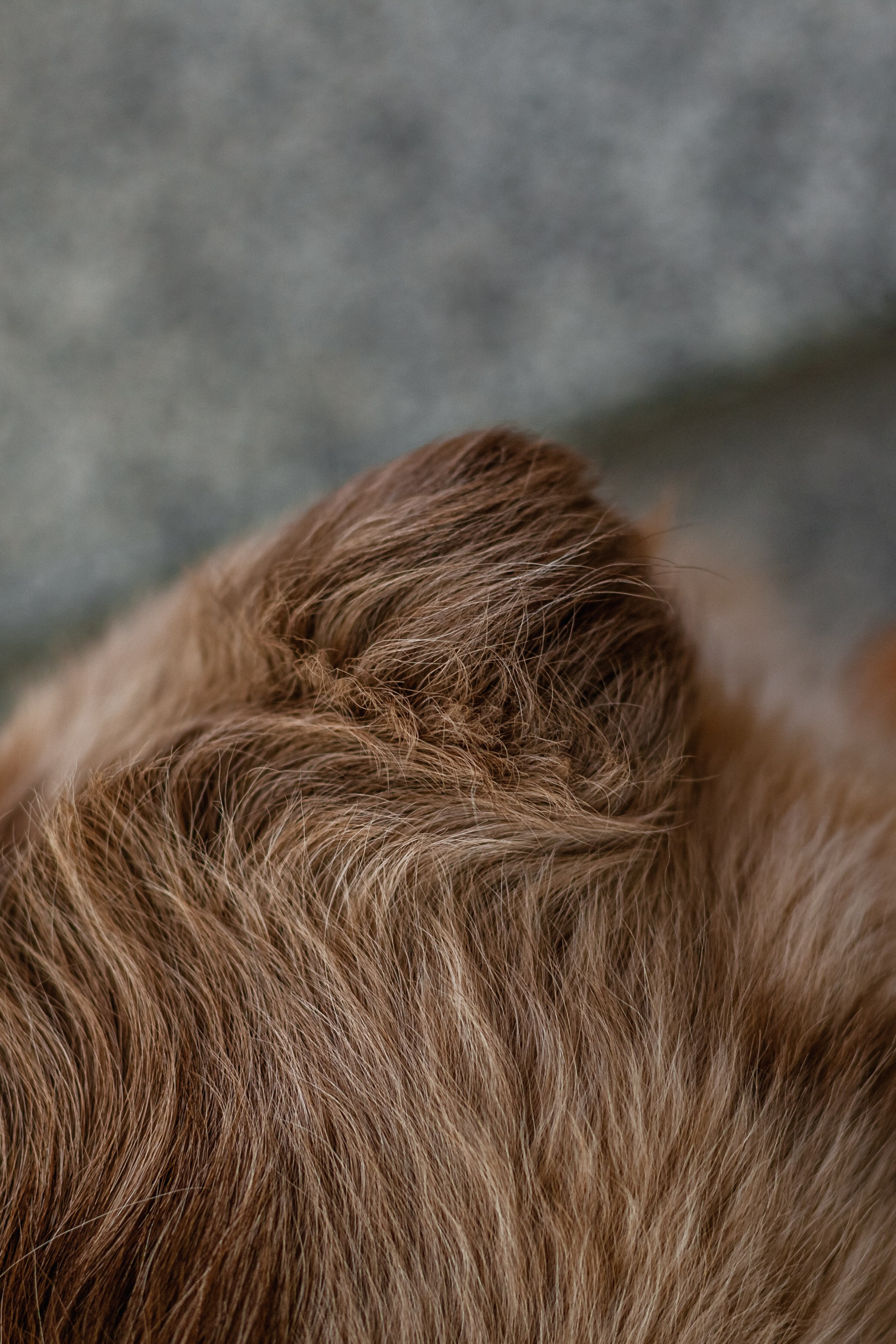 Андреевский мост. Фотограф-анималист Татьяна Степанова