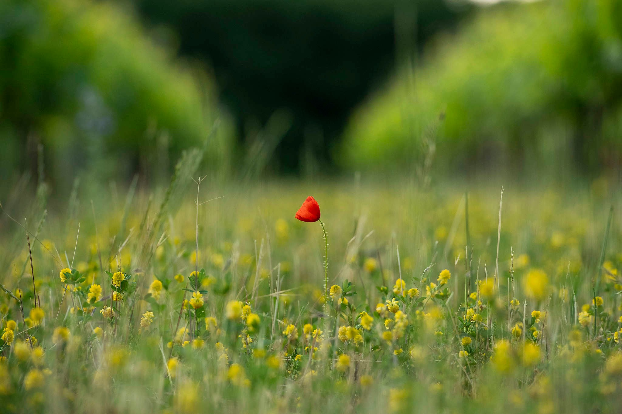 Фотограф Михаил Мордасов. 18 лет работы профессиональным фотографом. Репортажный фотограф в Сочи — Михаил Мордасов