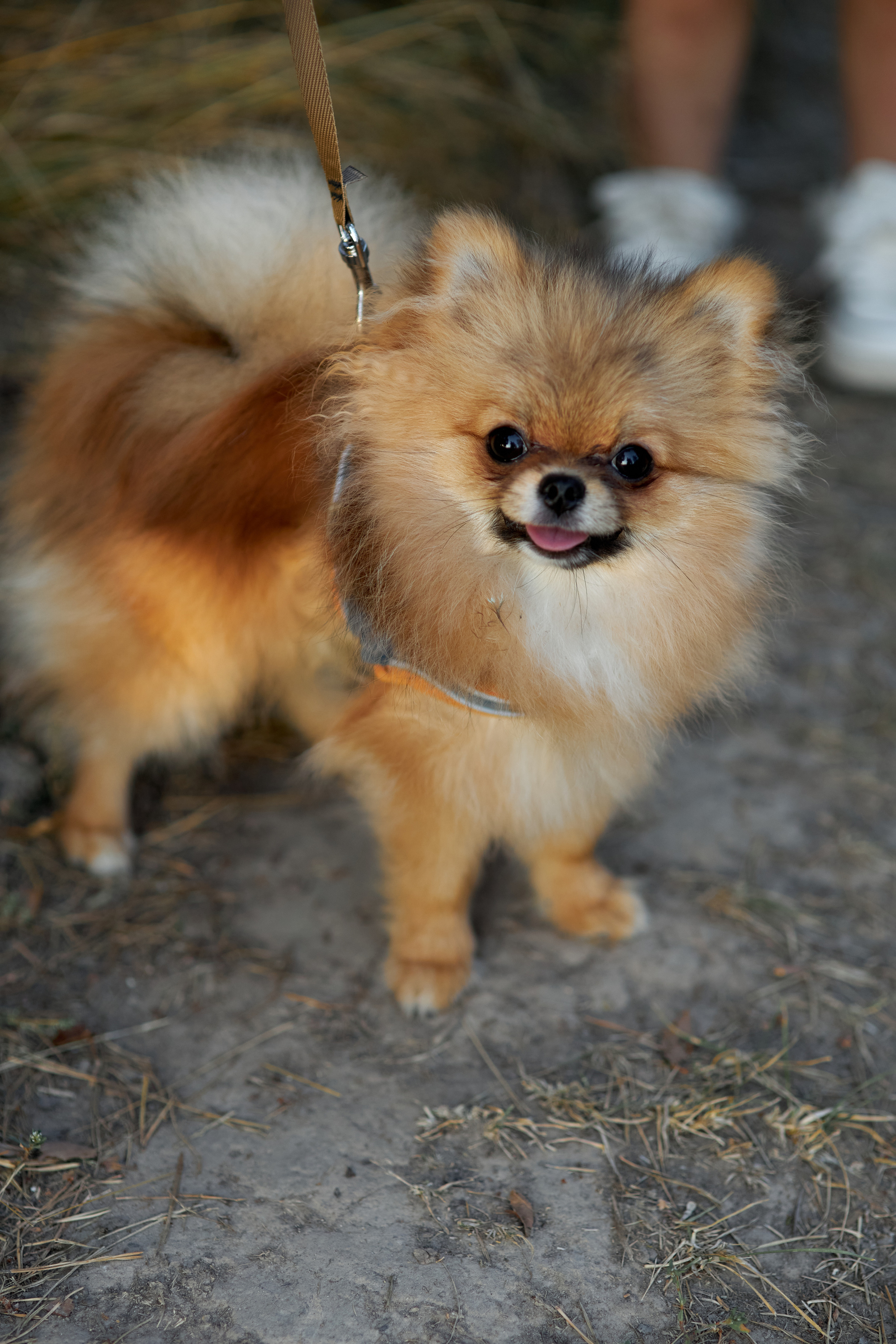 Прогулка. Свадебный и семейный фотограф в Иваново Ратушняк Денис