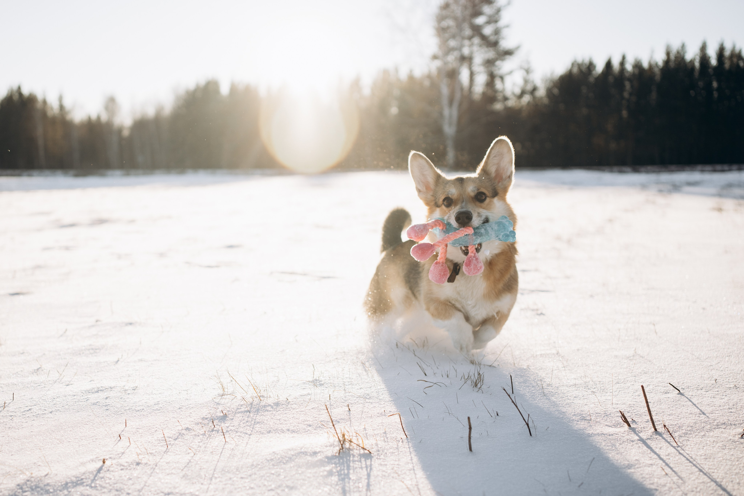 Виктория и Виски. Фотограф-анималист Анастасия Большакова