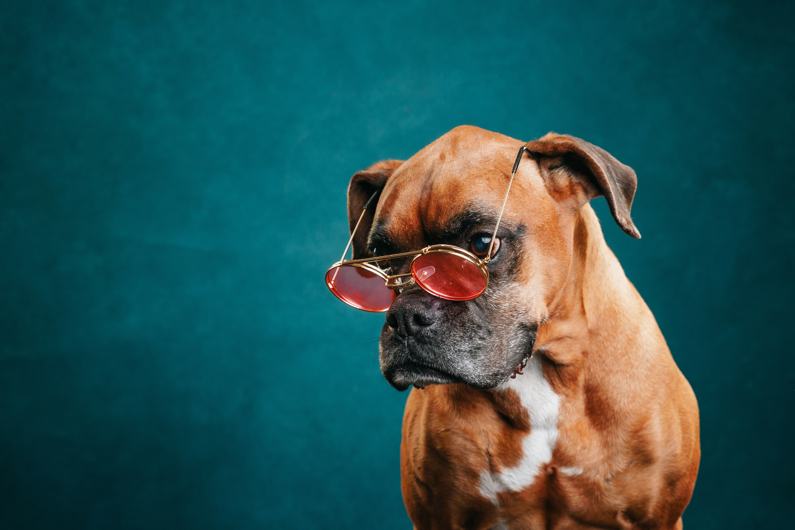 Боксер Челси. Фотограф анималист Осипчикова Мария