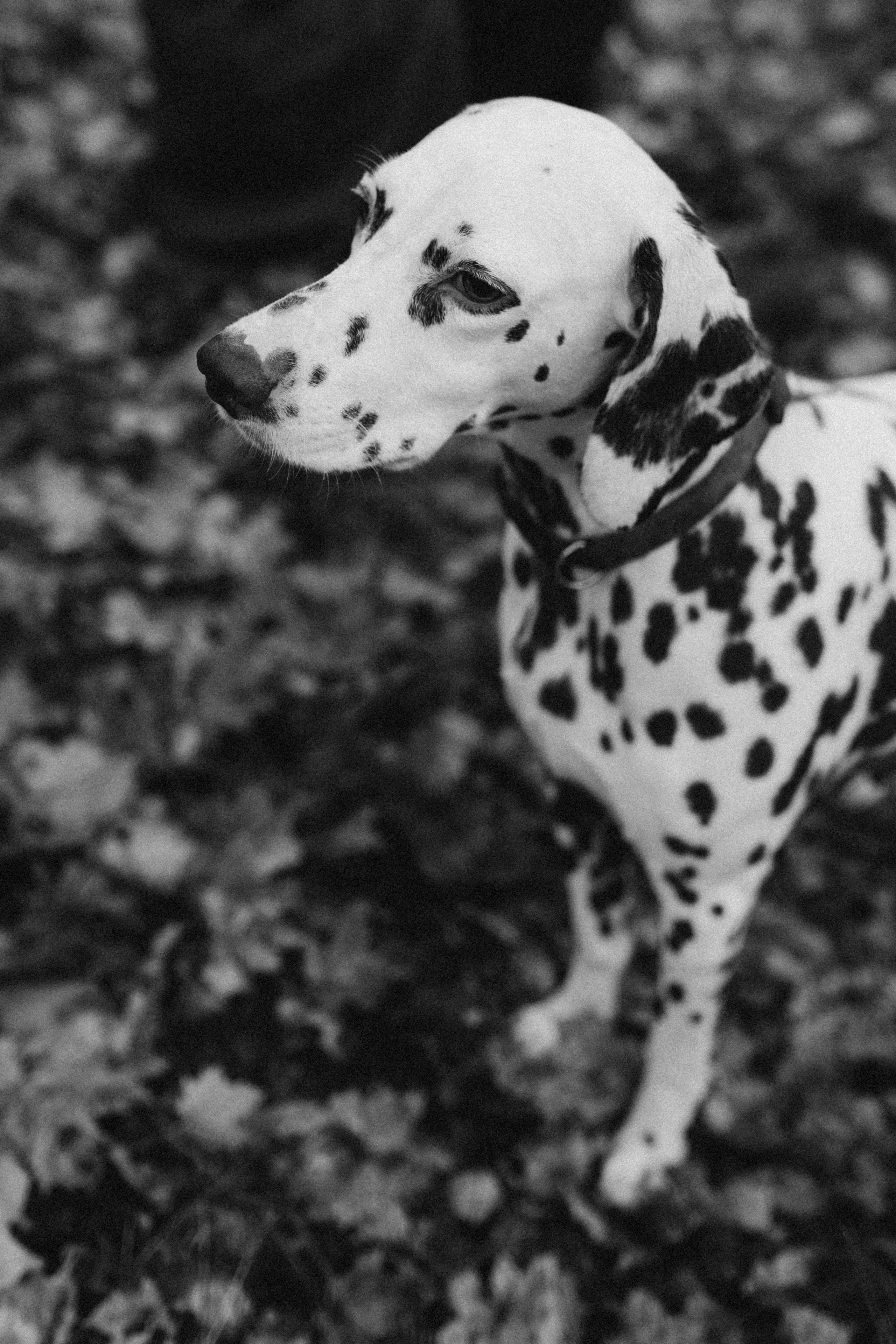 Анфиса & Нисма. Фотограф НОГИНСК, Москва, Анастасия Белая