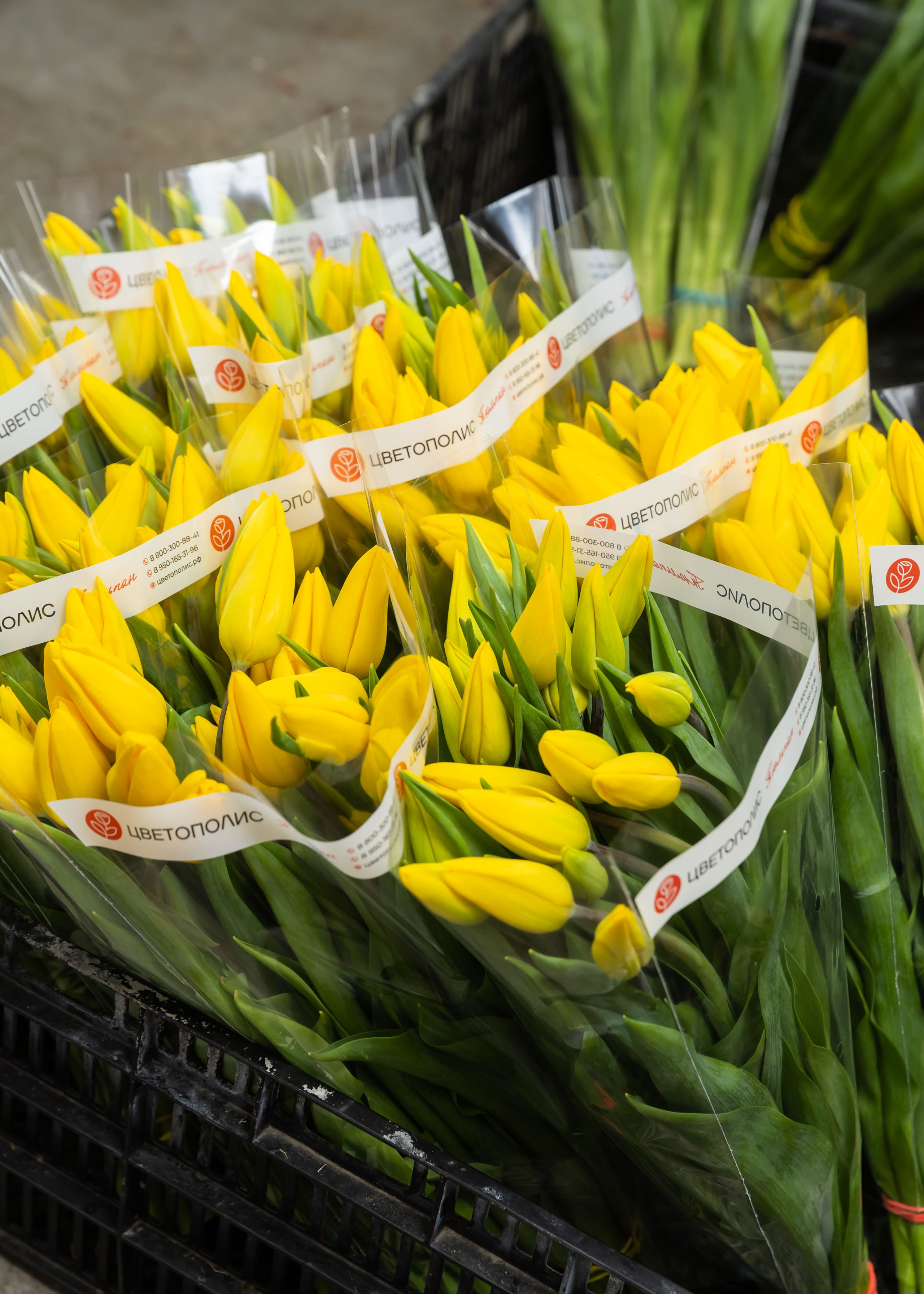 ЦВЕТЫ. ФОТОГРАФ ВИНОГРАДОВА ДАРЬЯ
