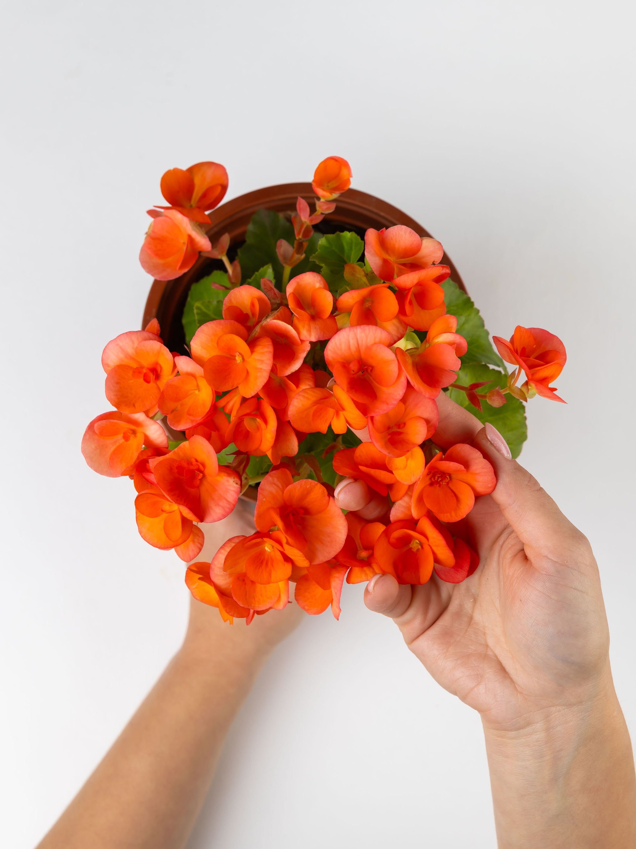 01.08.2025 Фотосессия Цветополис. ФОТОГРАФ ВИНОГРАДОВА ДАРЬЯ