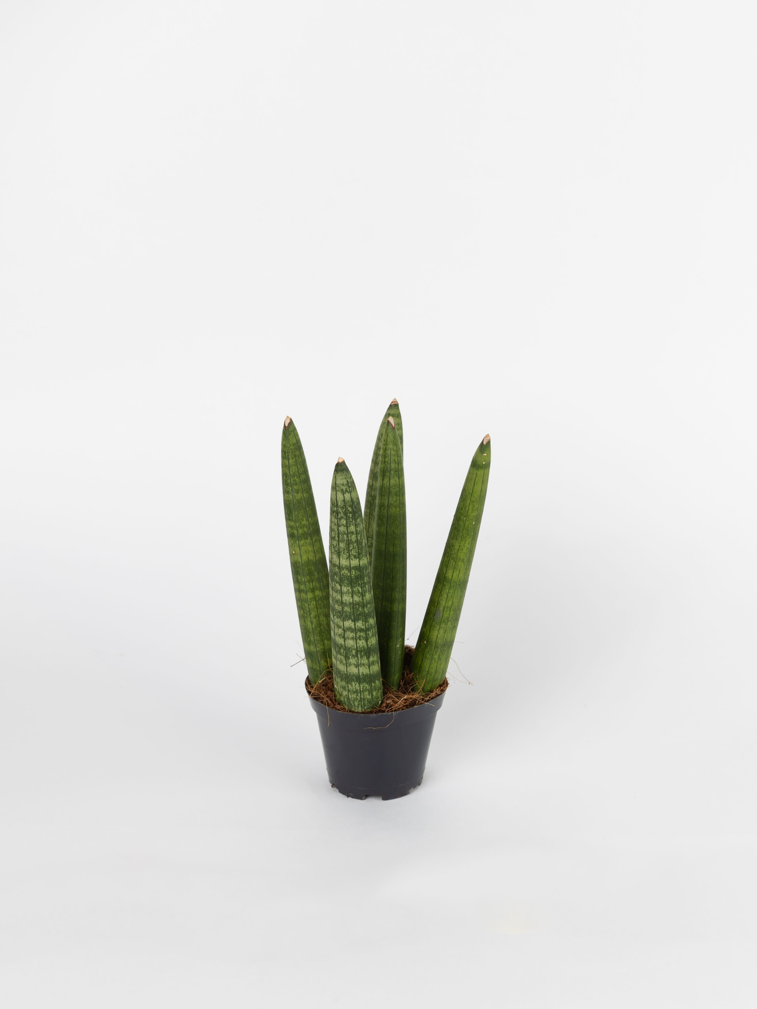 ЦВЕТЫ. ФОТОГРАФ ВИНОГРАДОВА ДАРЬЯ