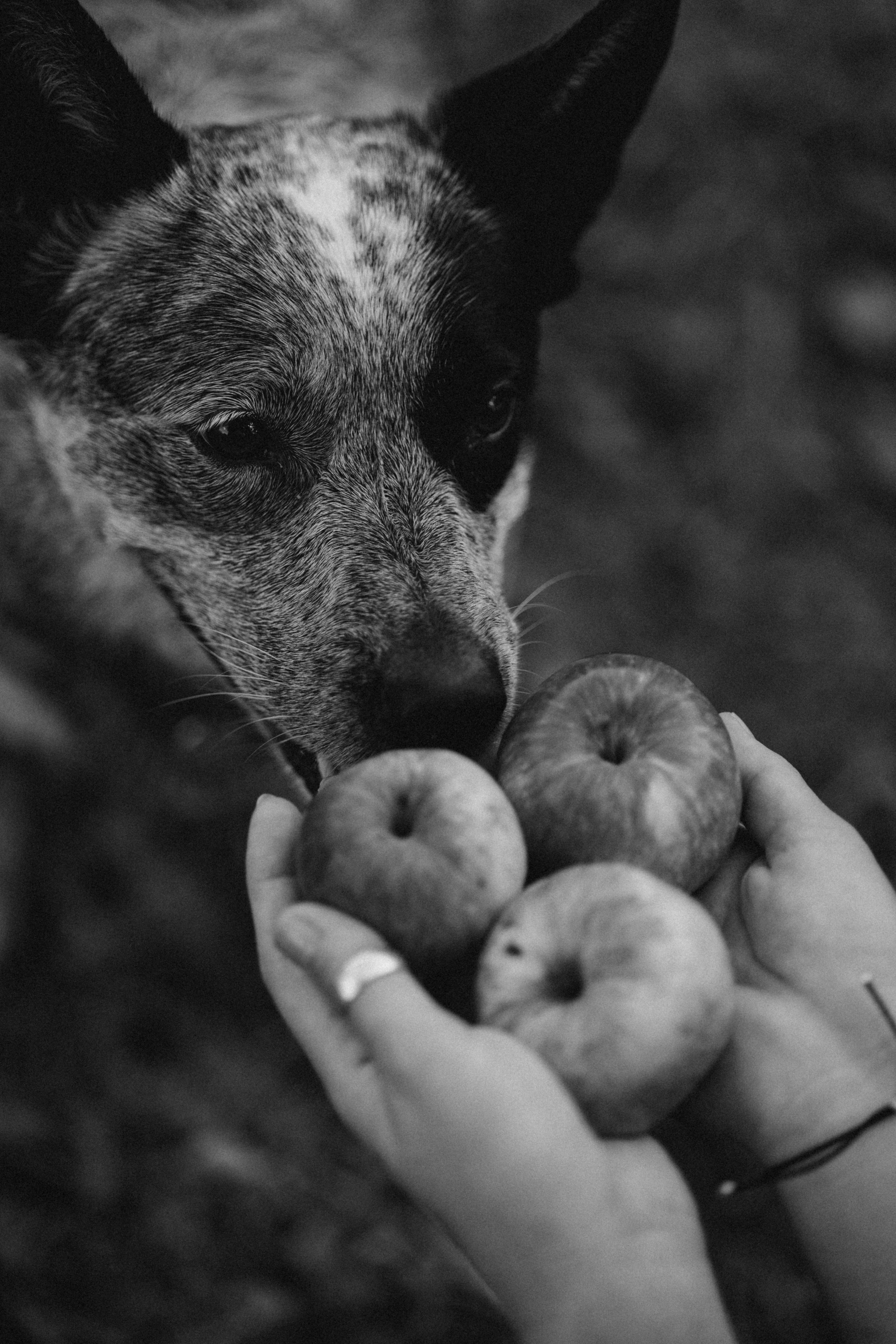 Кода и ее семья. Фотограф — Анималист | Санкт-Петербург