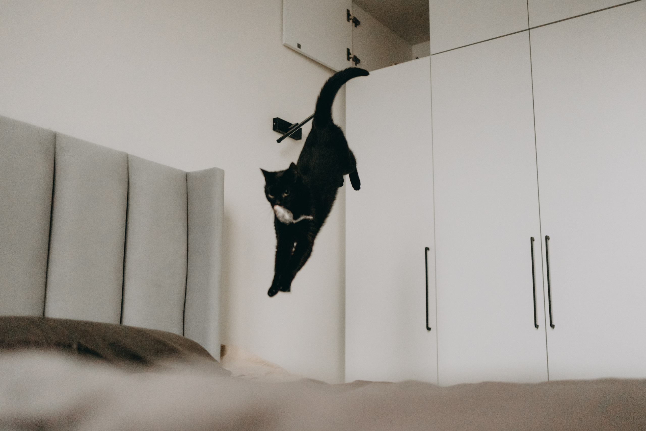 Настя, Никита и их Гром и Мяу. Фотограф — Анималист | Санкт-Петербург