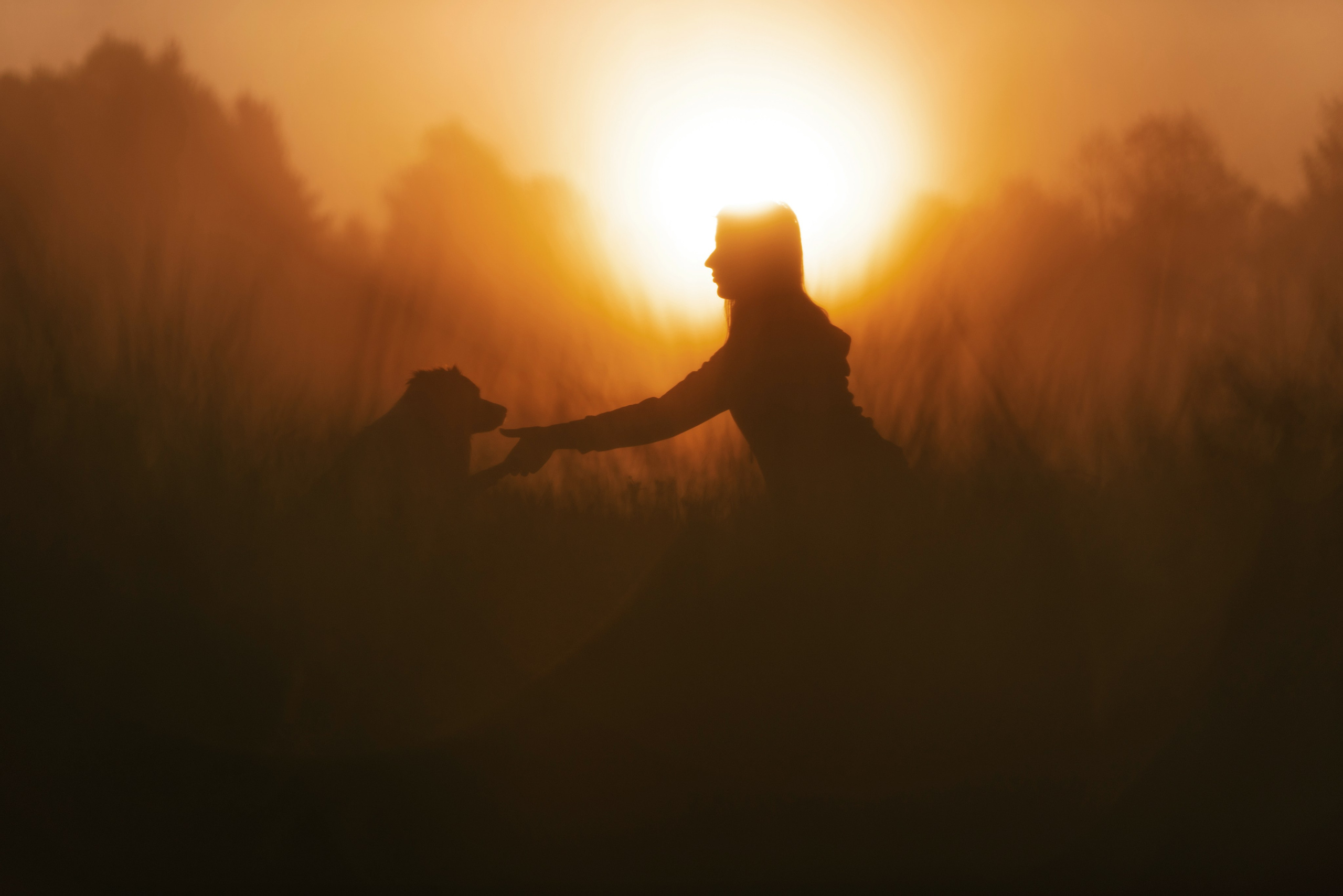 Дарья и бордер колли Мэджик и Фарго. Фотограф Анна Тюрина