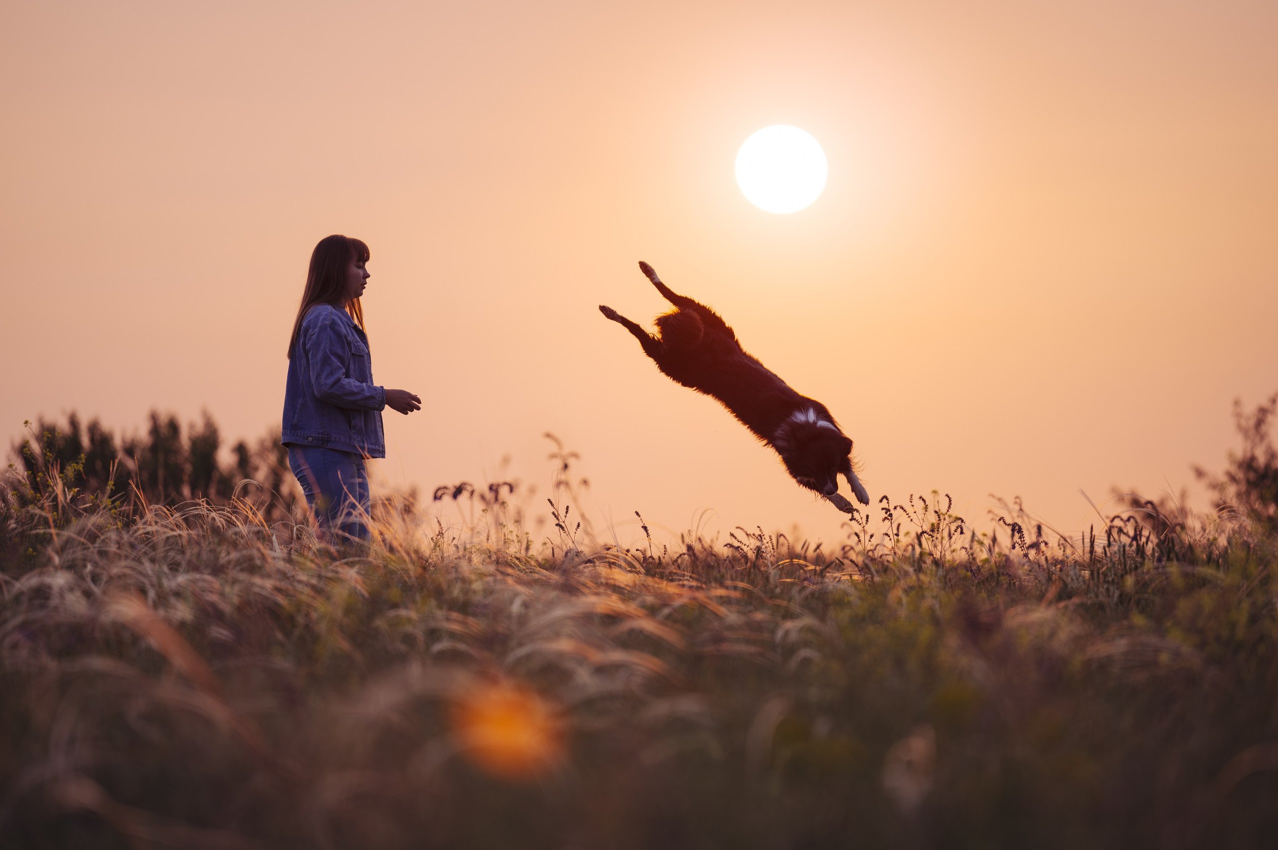 Прогулка на рассвете с бордер-колли. Фотограф в Ростове —на — Дону