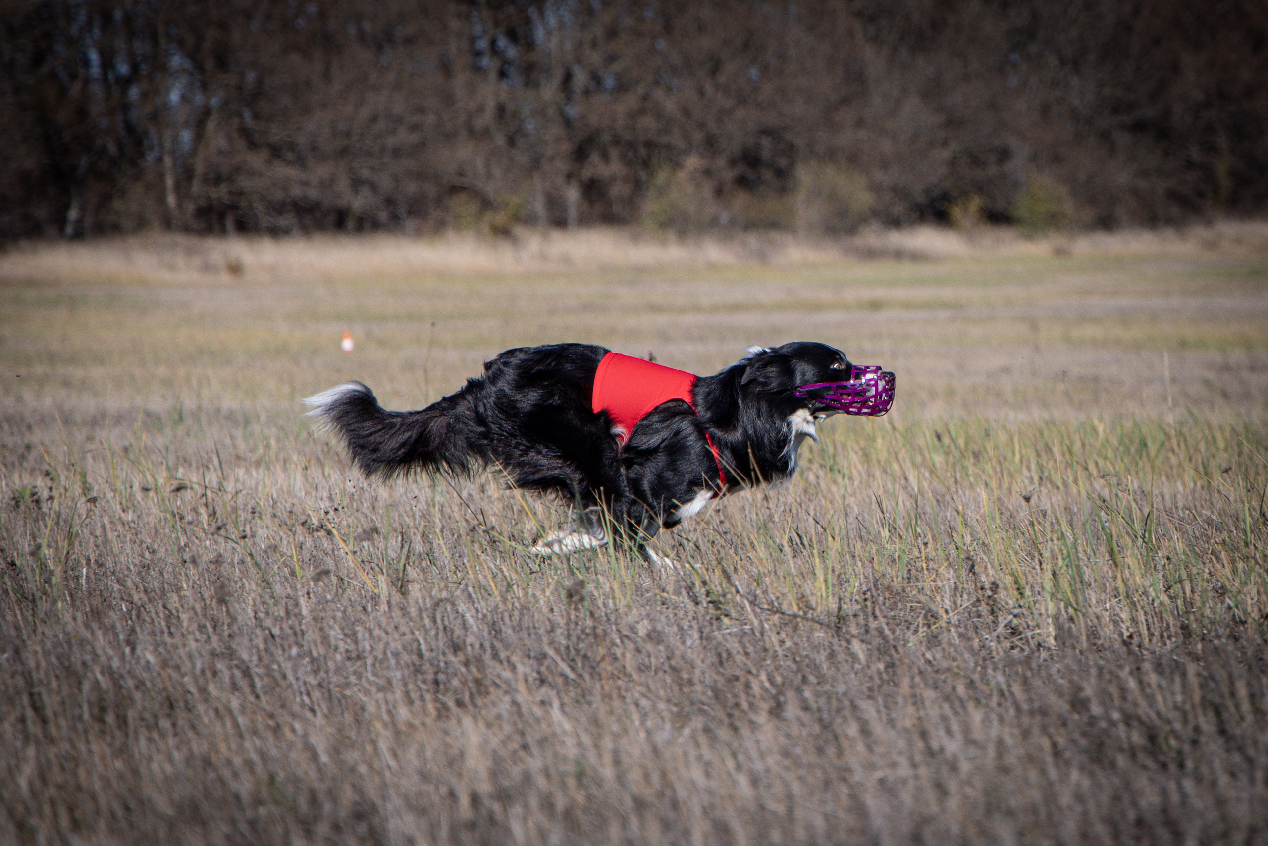 Собаки. Антонина Савельева Фотограф Ставрополь