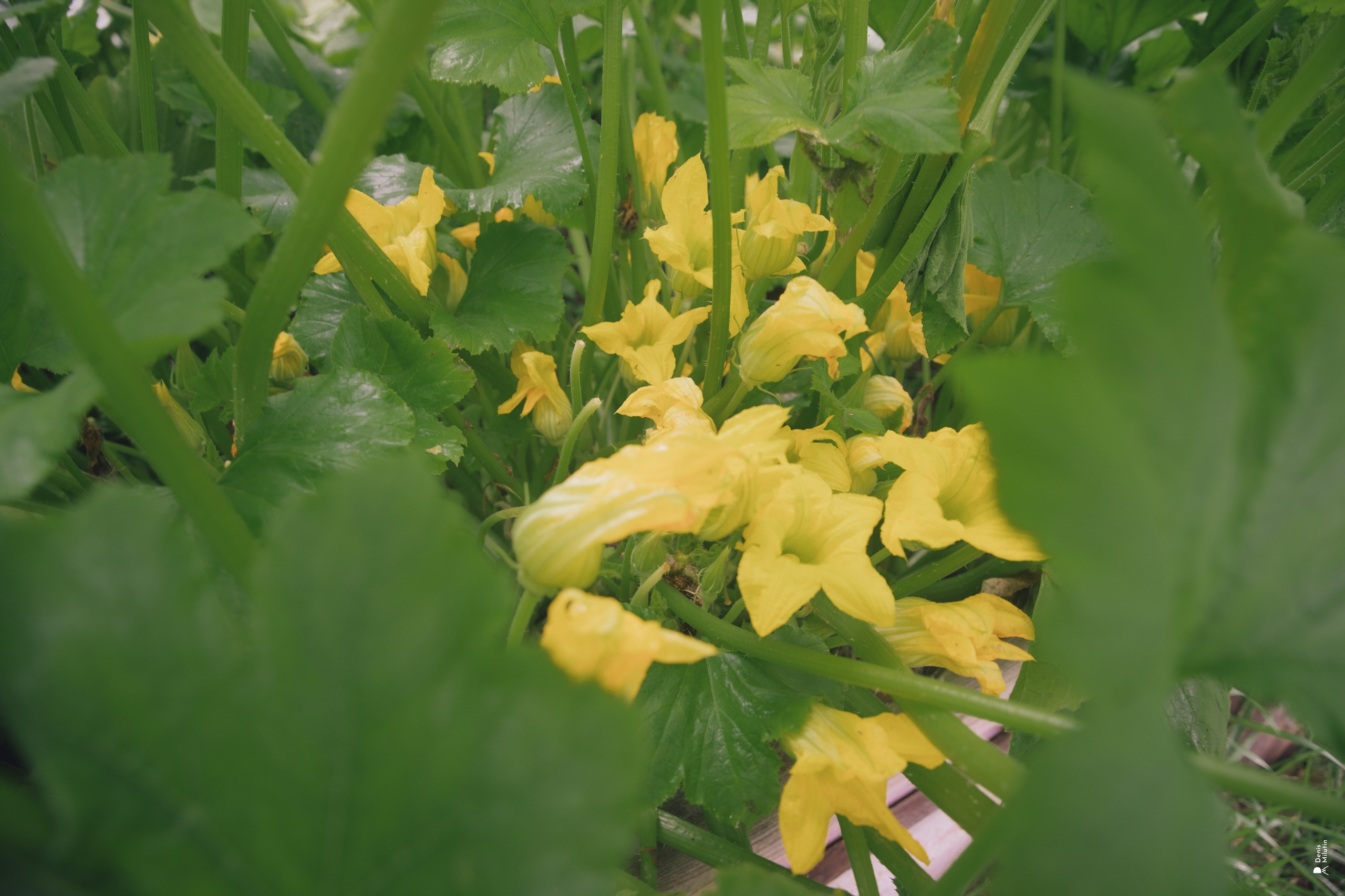 Женский Митрофаниевский скит Важеозерского мужского монастыря. Портретный фотограф Денис Милютин