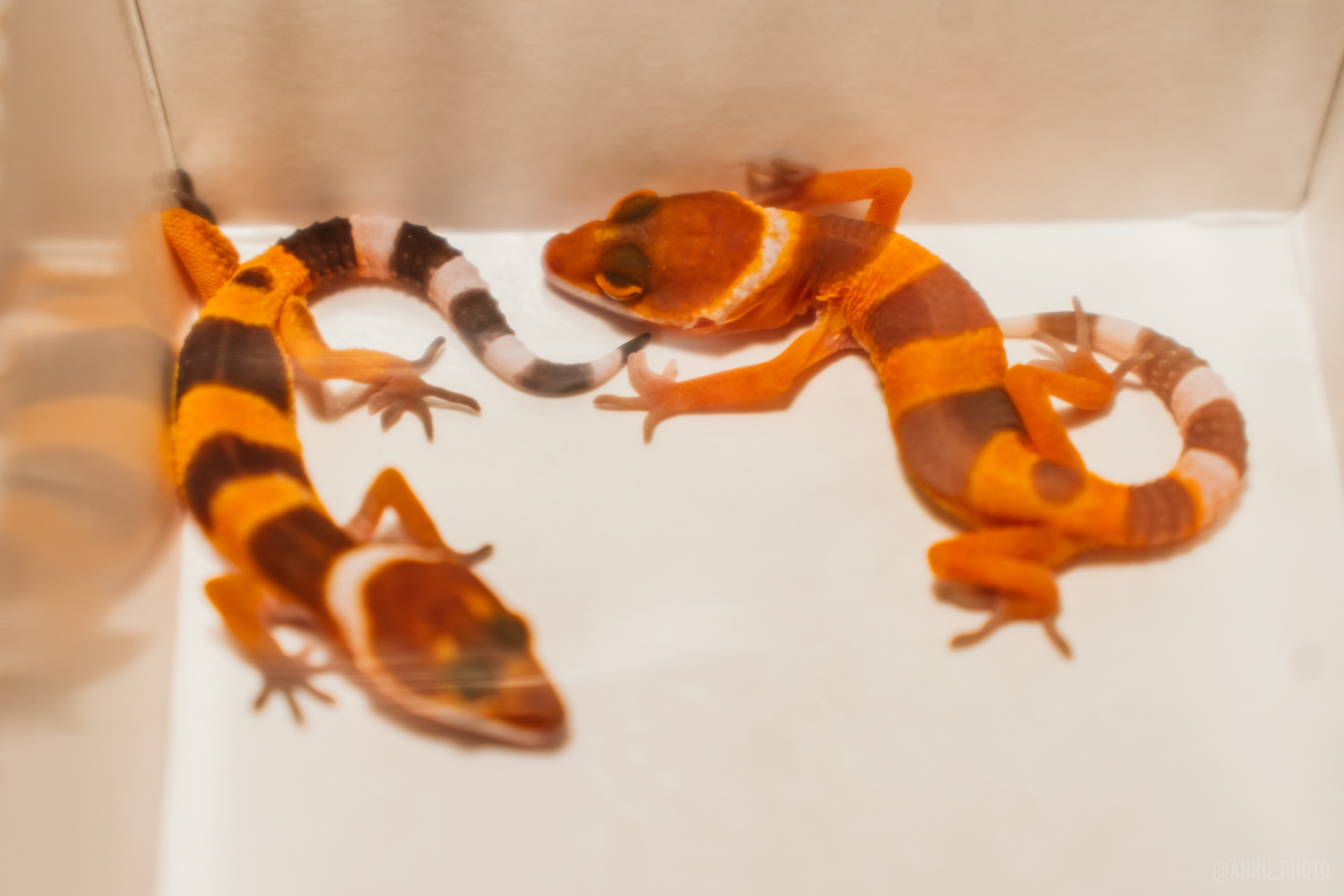 Рептилиум. Репортажный фотограф Анастасия Рубцова