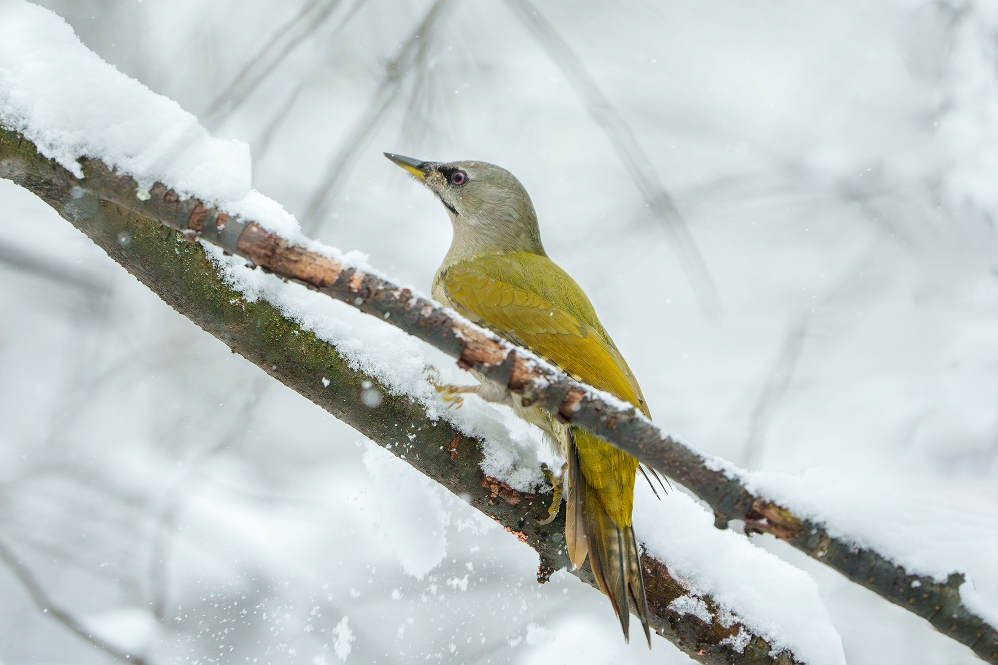 Удивительные мир птиц. Вокруг нас столько прекрасного — присмотритесь!. Ваш личный фотограф Марина Волкова