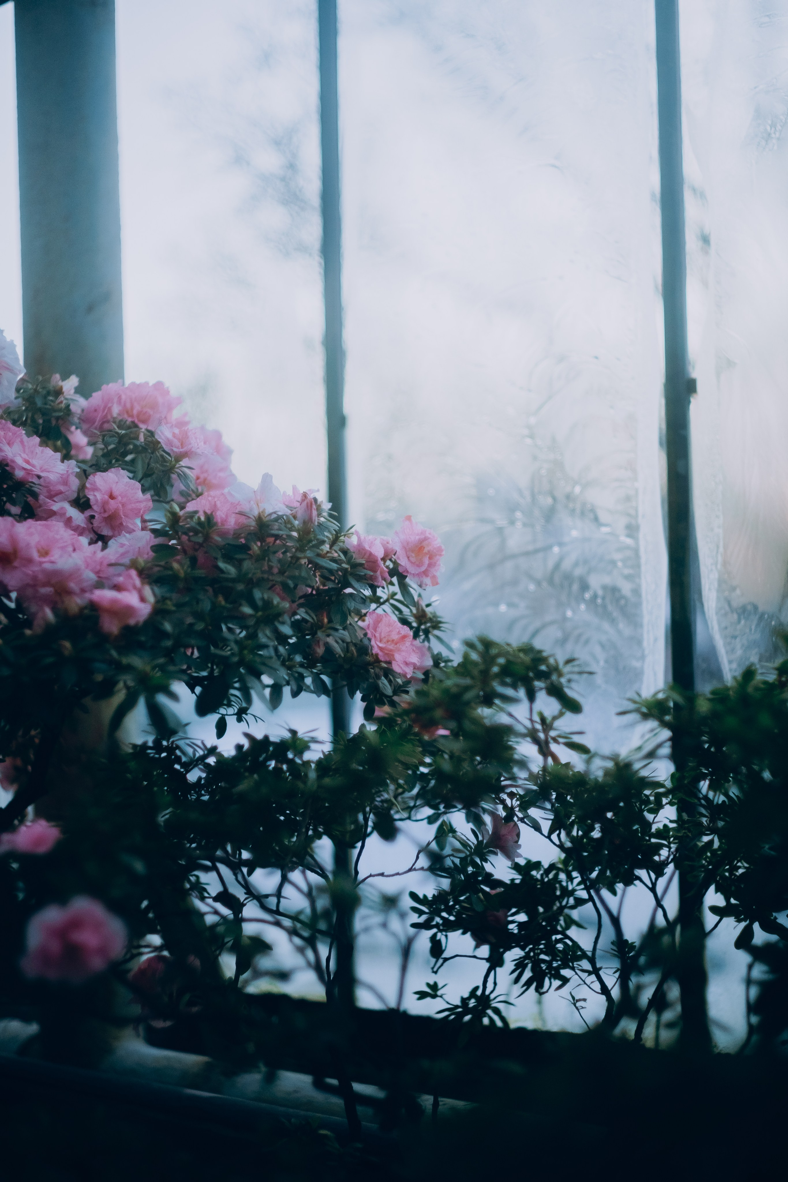 Botanical. Портретный и свадебный фотограф в Москве и Санкт-Петербурге. Учитель фотографии онлайн и оффлайн
