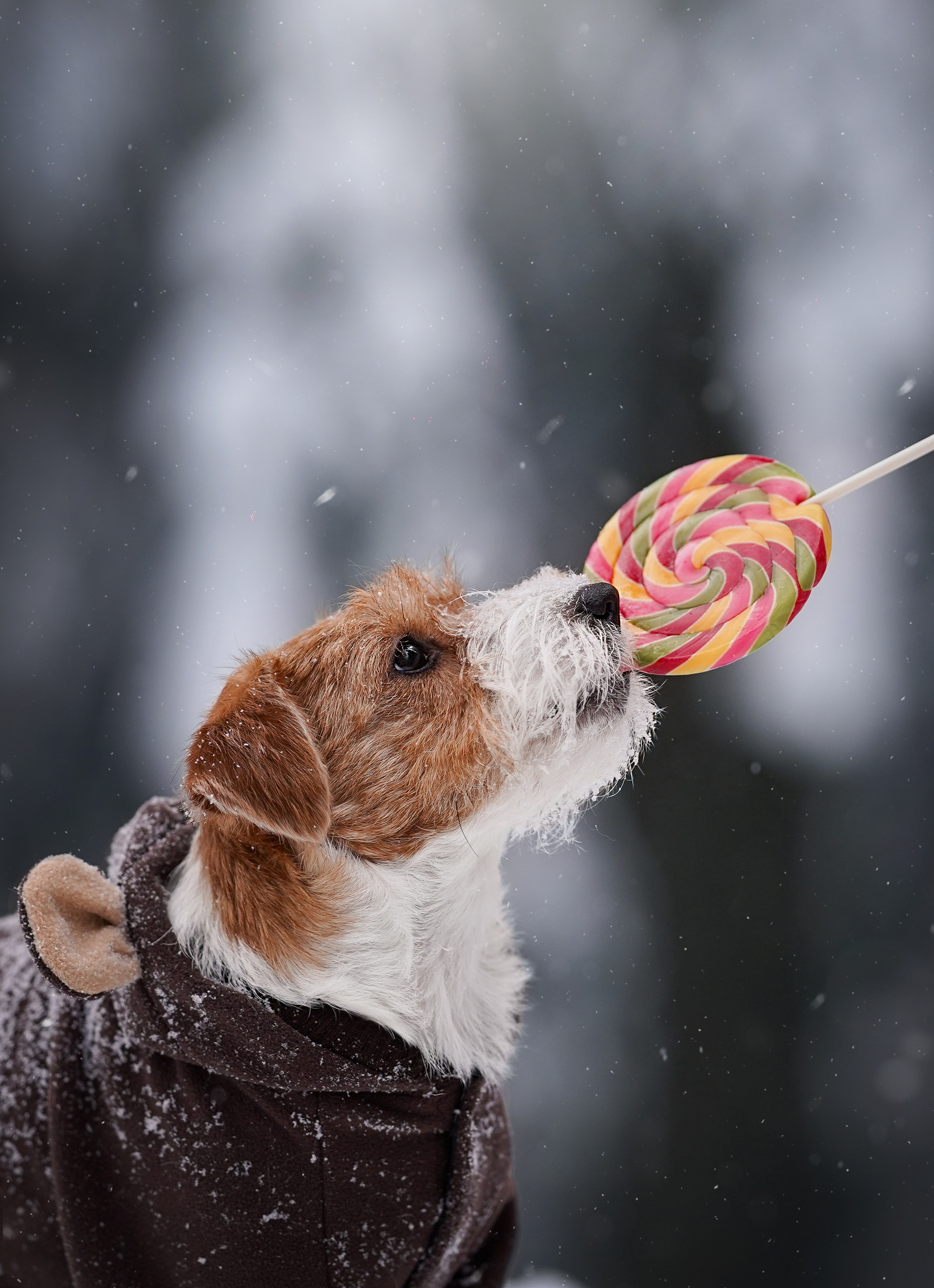 Люба и Тося. Фотограф-анималист в Санкт-Петербурге Яна Мартынова