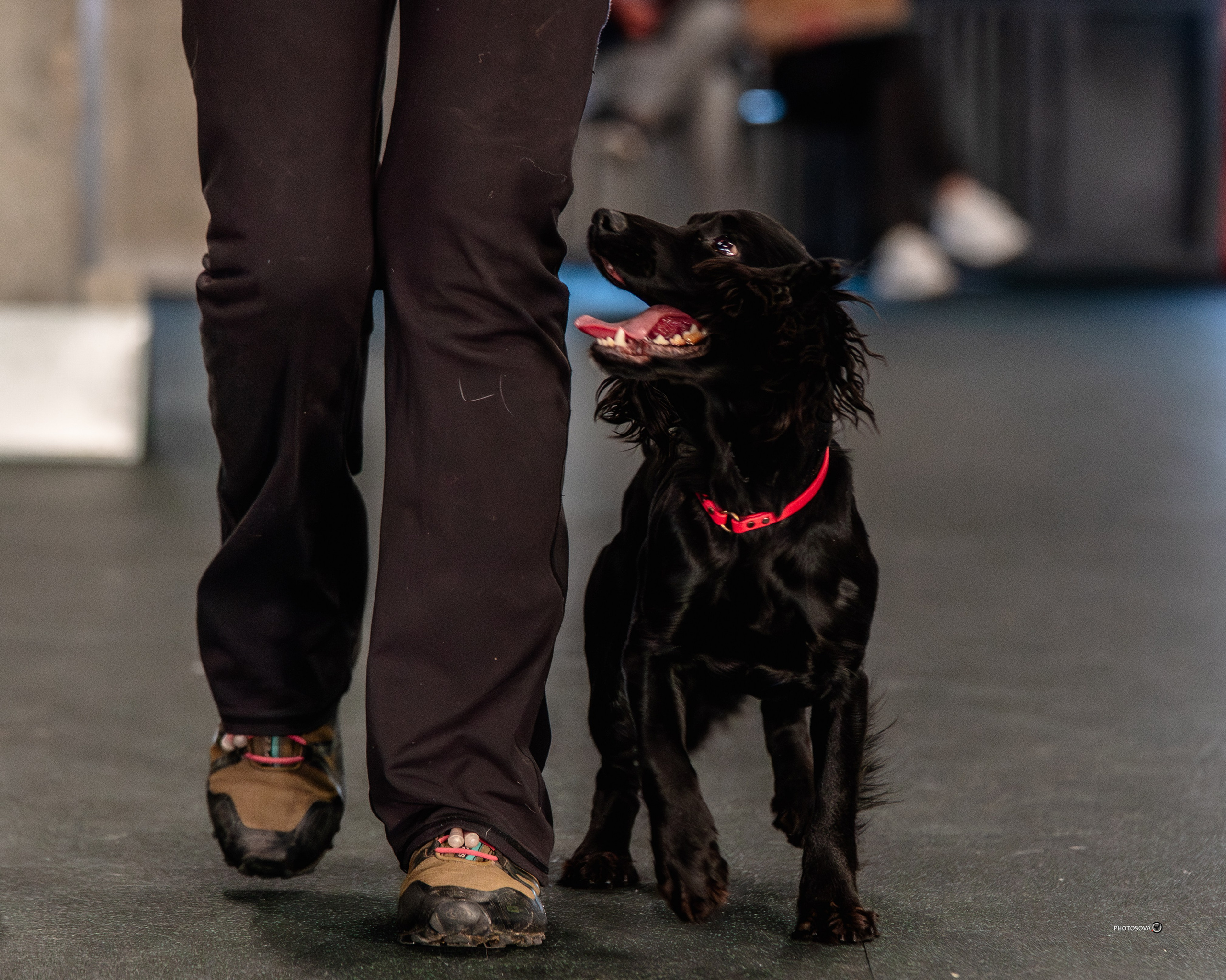ТЫ И Я (соревнования по ралли-обидиенс). Фотограф-анималист, семейный фотограф в Москве и Подмосковье. Фотосъёмка кинологических дисциплин