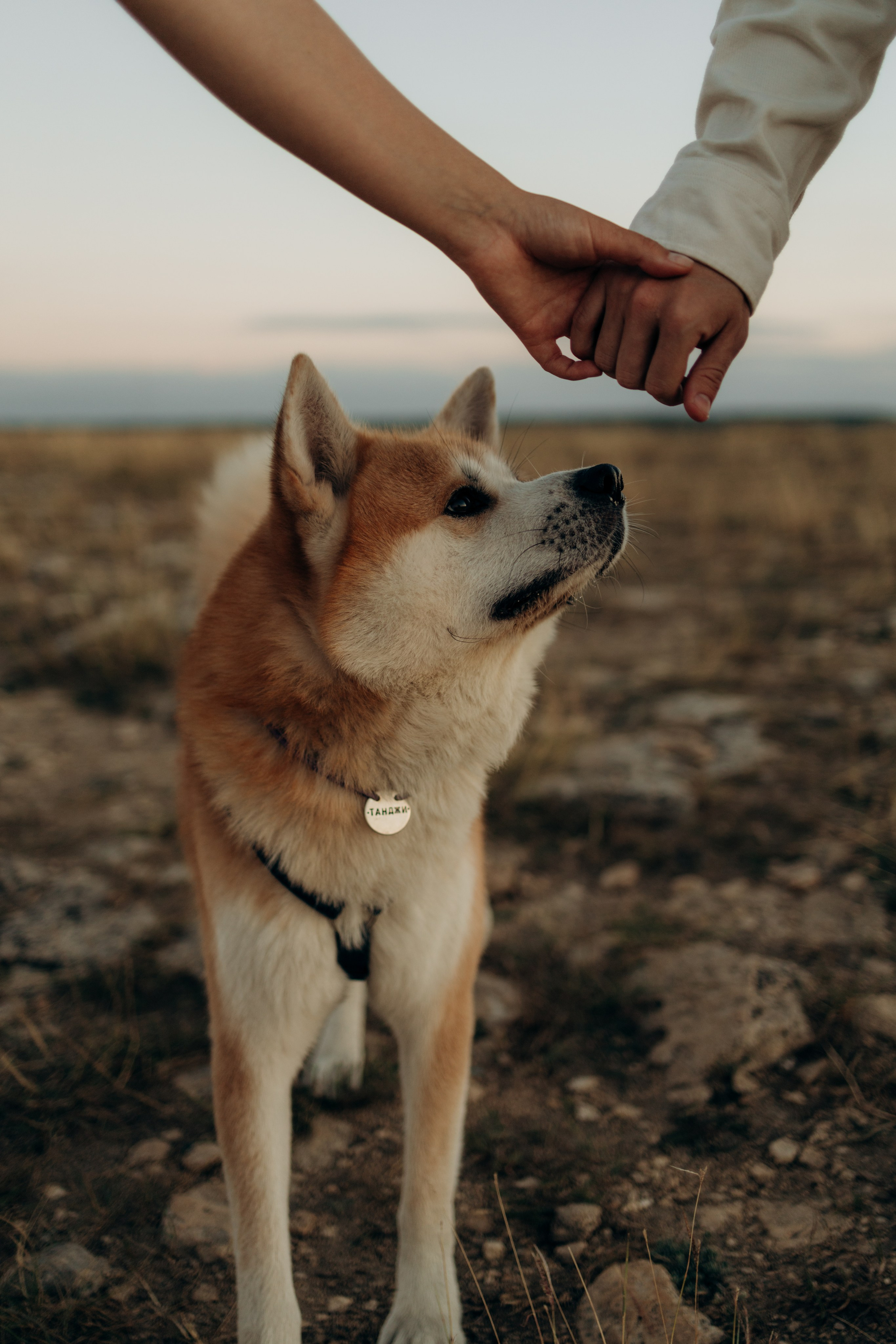 Надя, Илья и Танджи. Майорова Валерия Фотограф Ставрополь