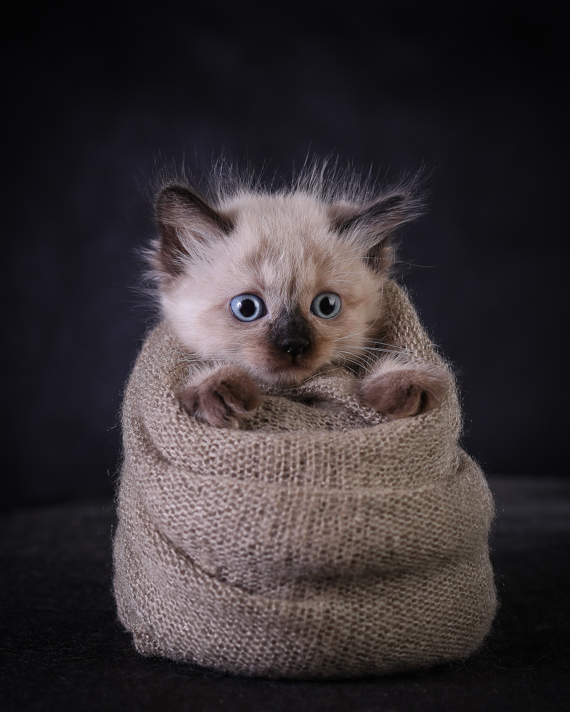 Животные. Семейный и детский фотограф в Москве Ольга Мэй
