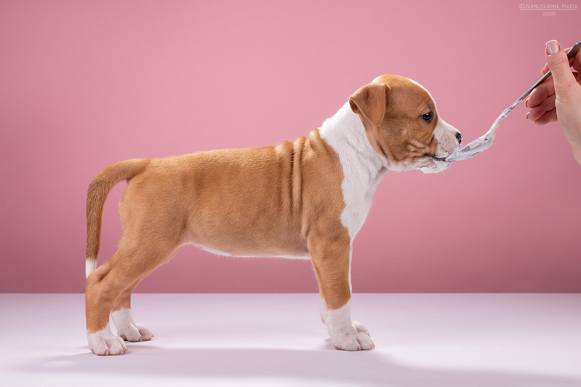 Экстерьерная фотосессия собаки. Фотограф собак в Москве и Московской области Иванушкина Мария