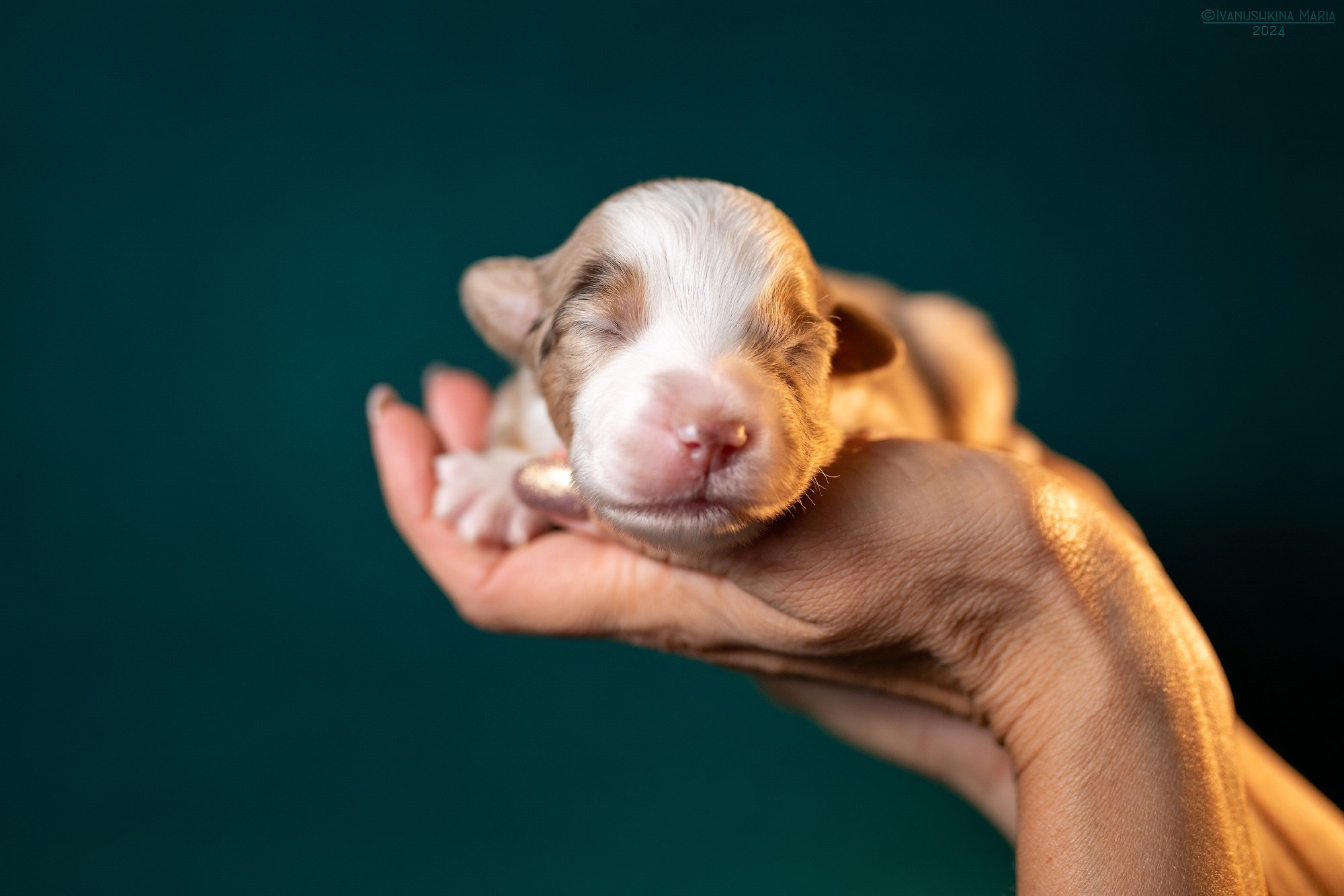 Ньюборн фотосессия щенков. Фотограф собак в Москве и Московской области Иванушкина Мария