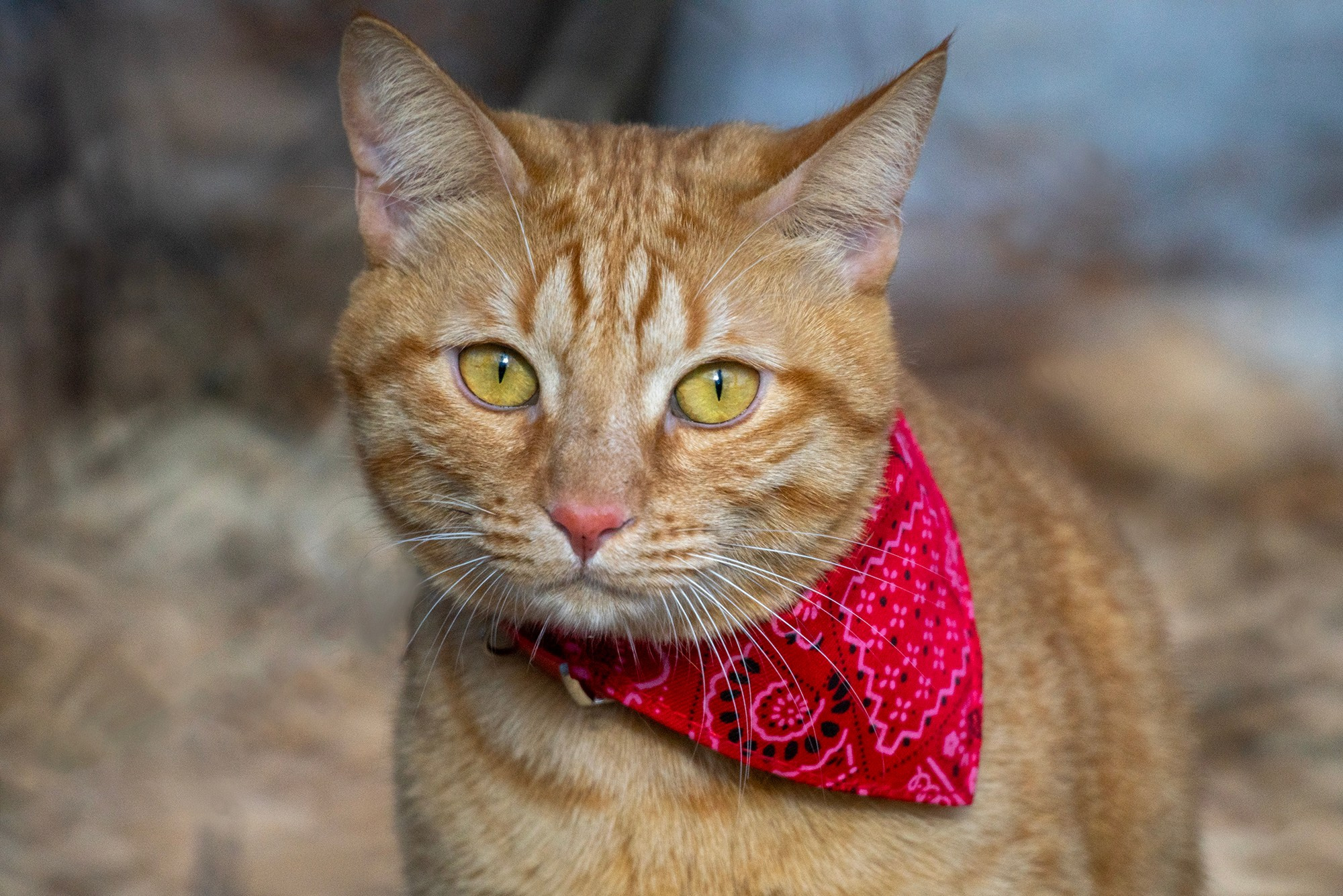 Животные. Ваш личный фотограф Марина Волкова