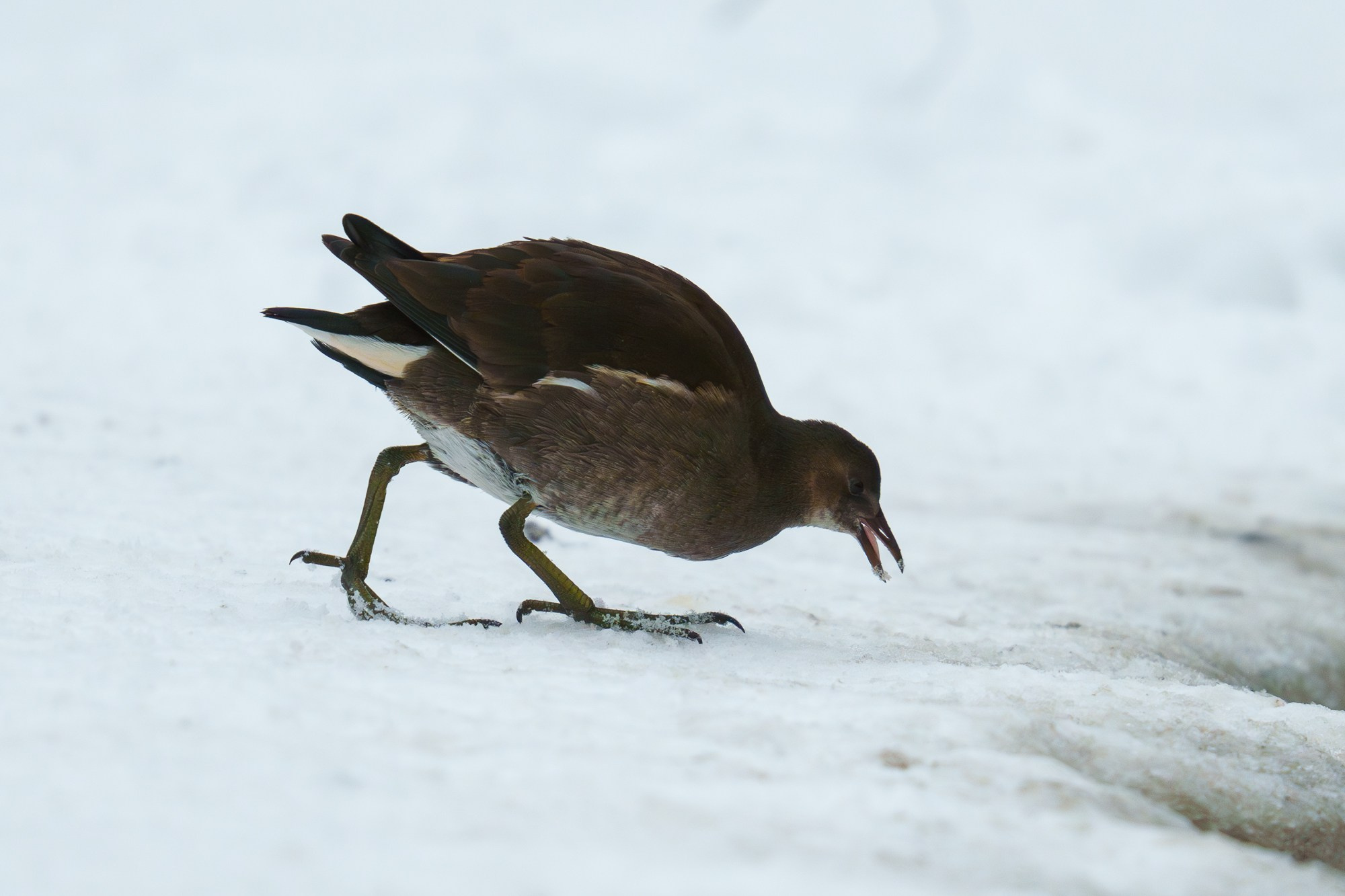 Удивительные мир птиц. Вокруг нас столько прекрасного — присмотритесь!. Ваш личный фотограф Марина Волкова