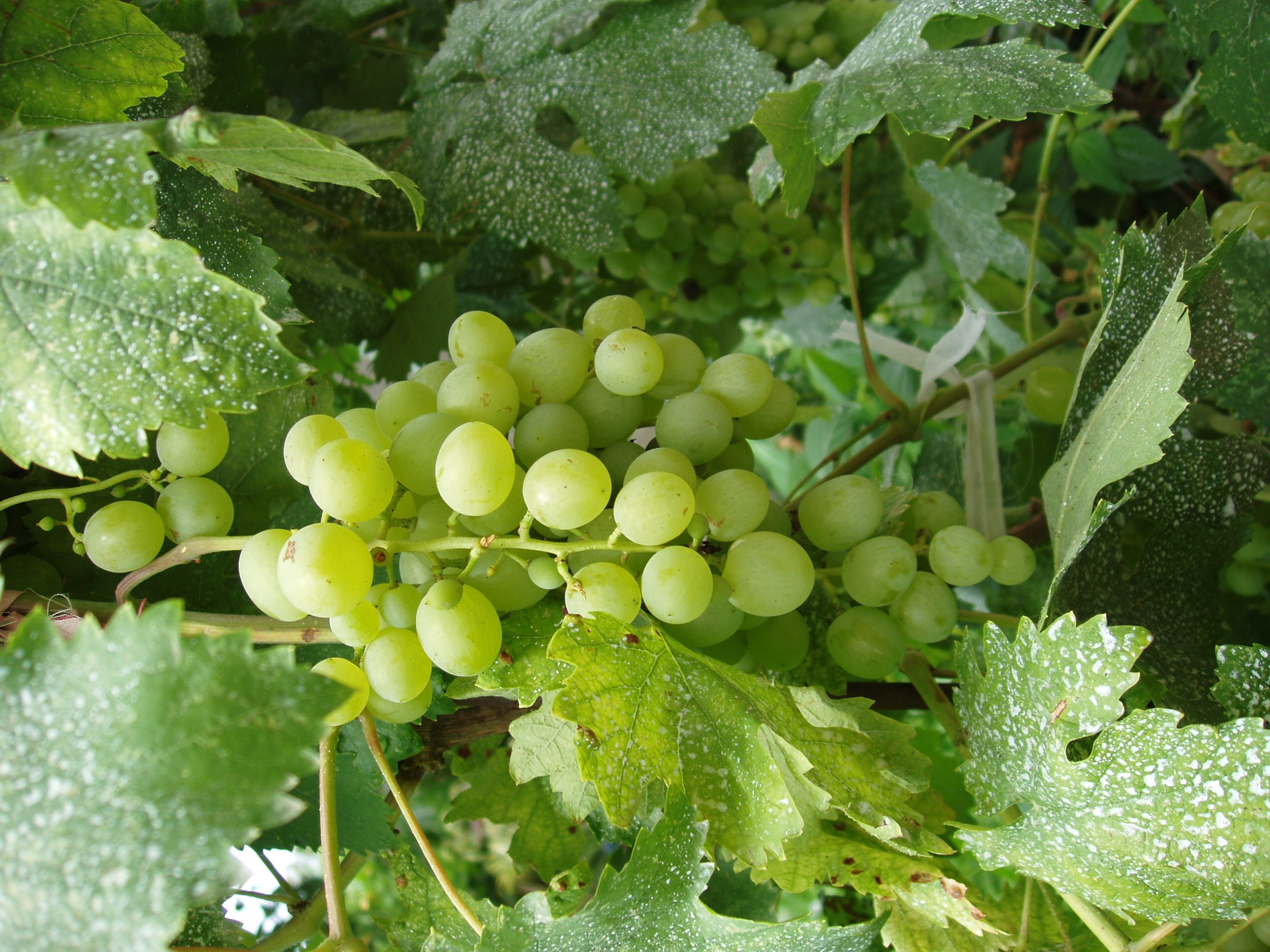 Отпуск 20.07-17.08. Семейный, Свадебный фотограф СПБ Питер— Романова Екатерина