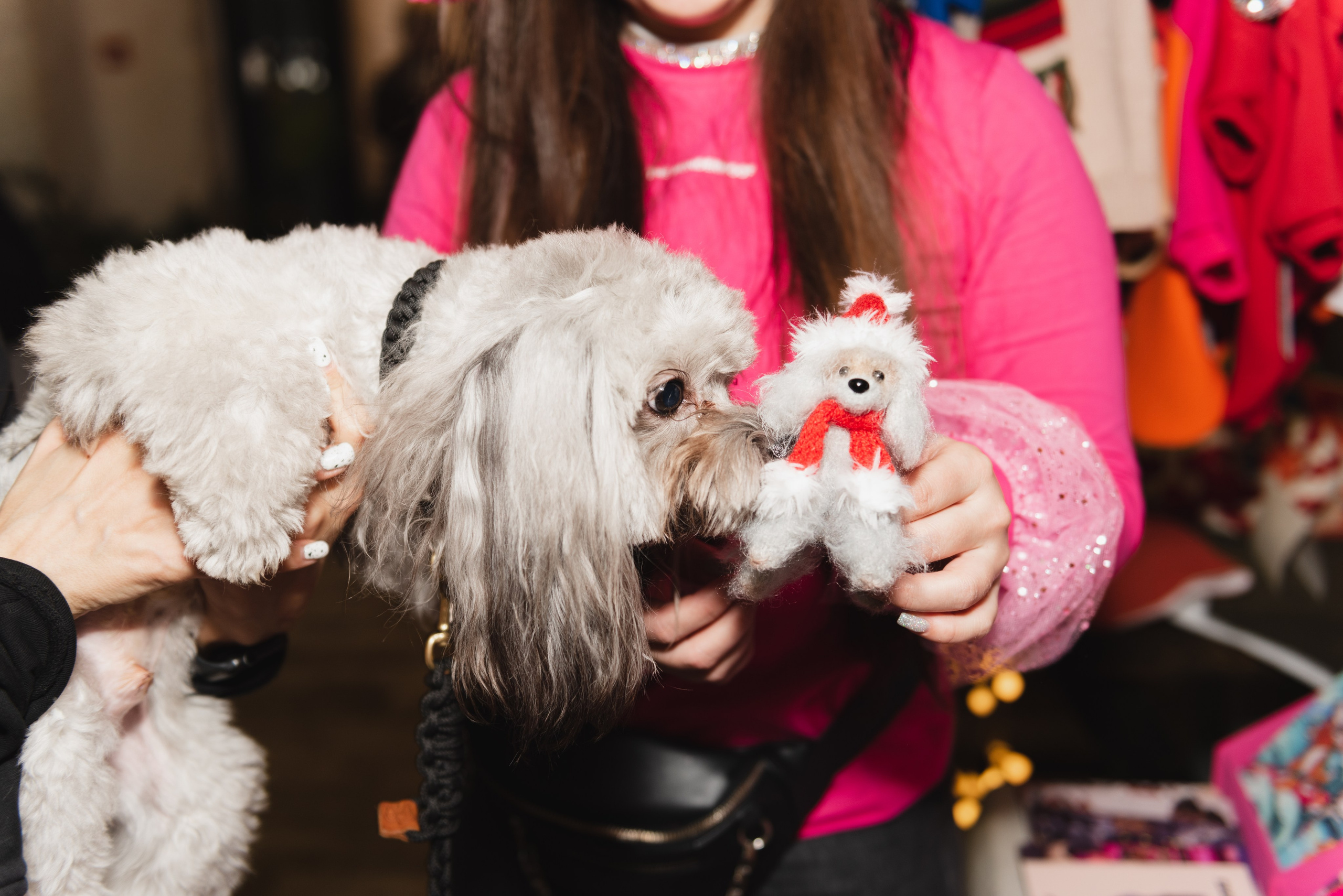 Pets. Фотограф в Москве Daria Lens