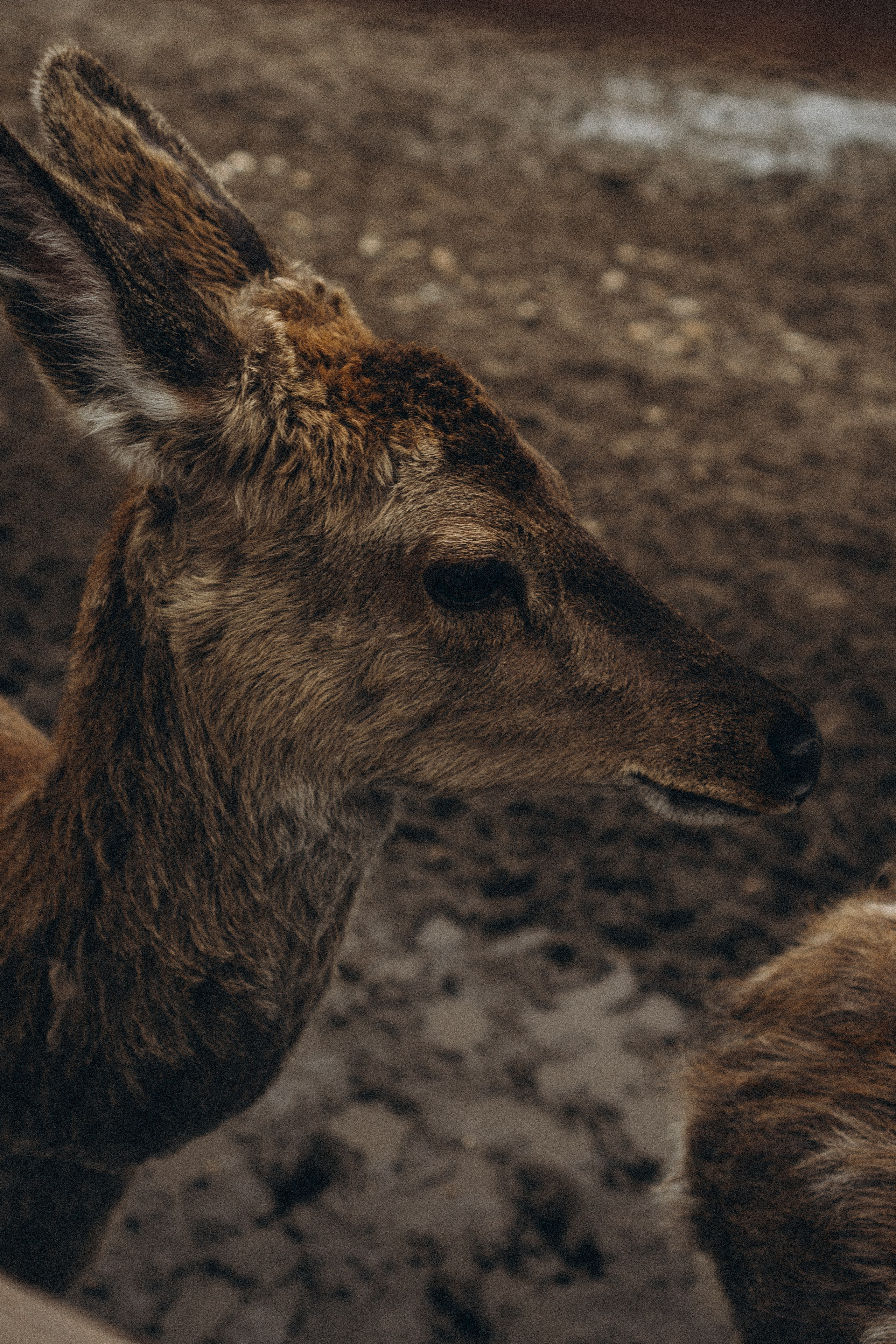 ОЛЕНЬЯ ФЕРМА В ТВЕРИ. Профессиональный фотограф, Санкт-Петербург — Виктория Богомолова