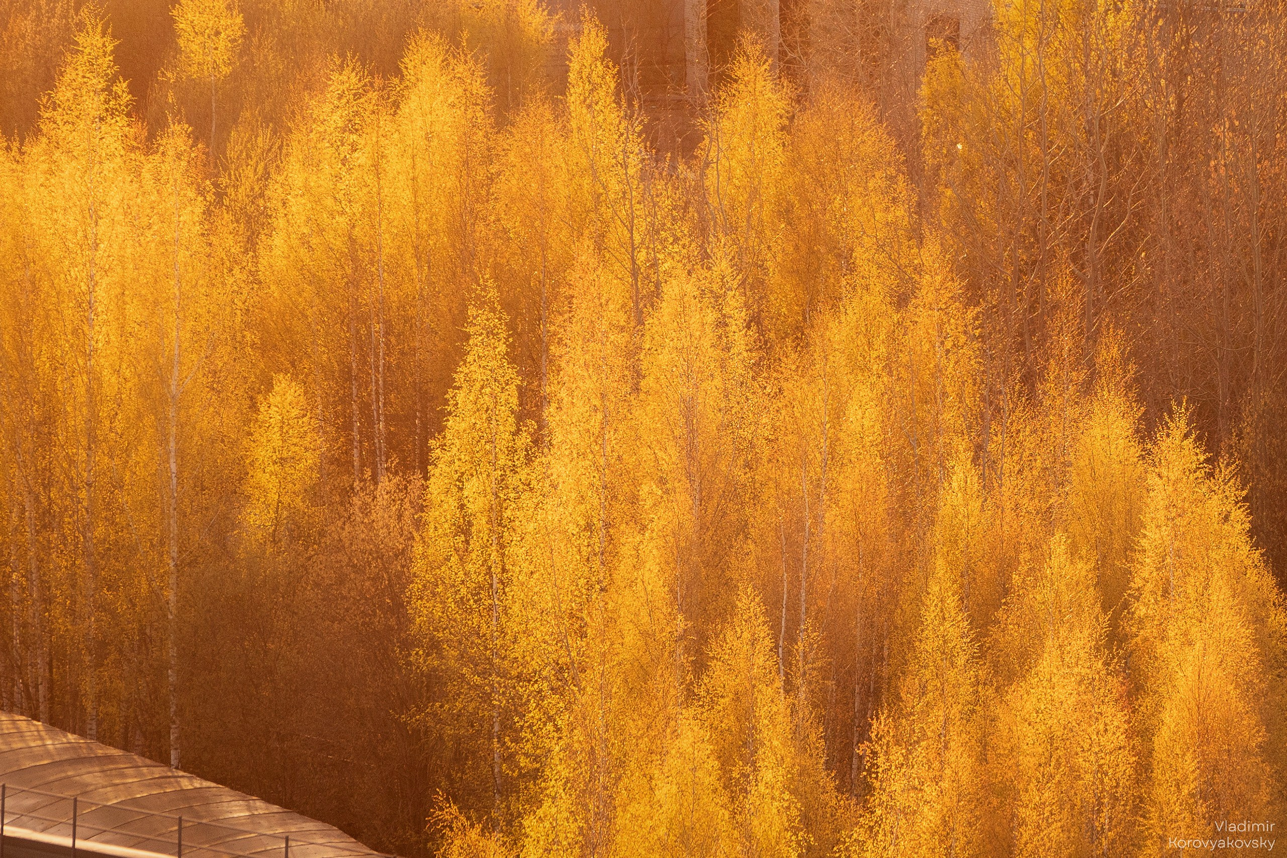 Nature. Photographer Vladimir Korovyakovsky