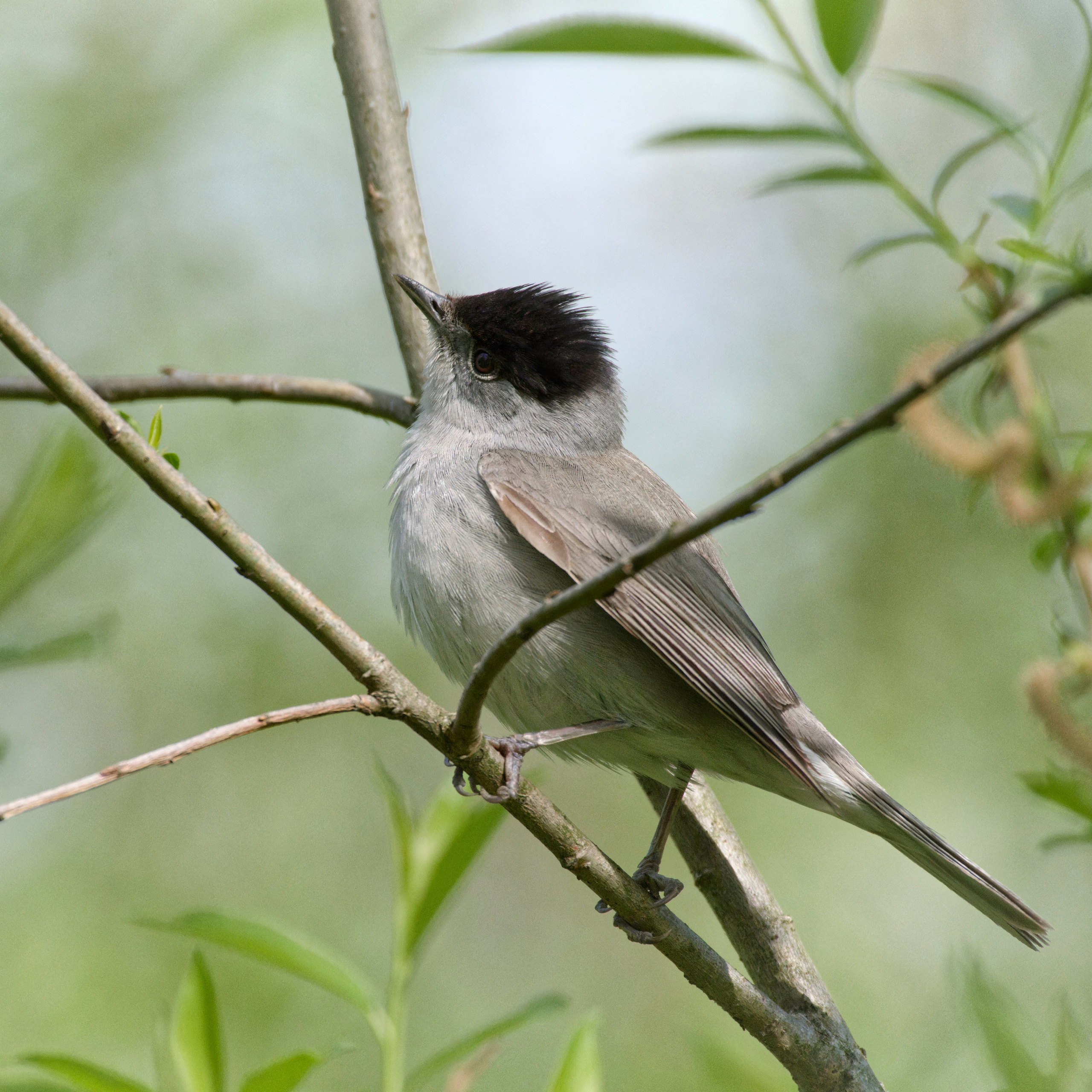 Перья. Семоха Валерий. Фотограф