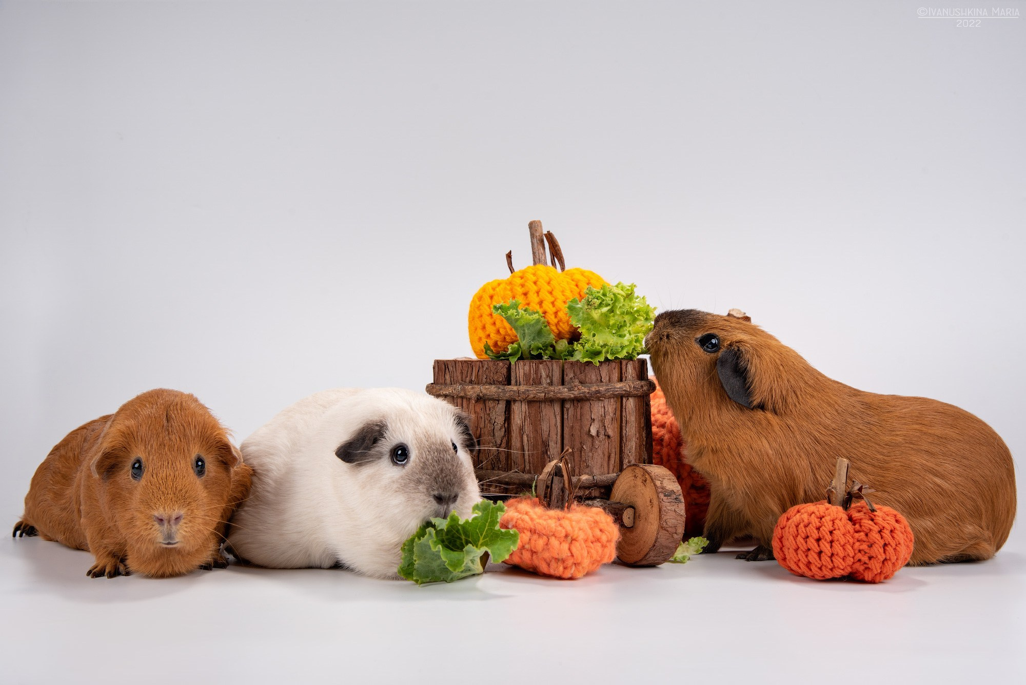 Фотосессии экзотических животных в студии. Фотограф собак в Москве и Московской области Иванушкина Мария