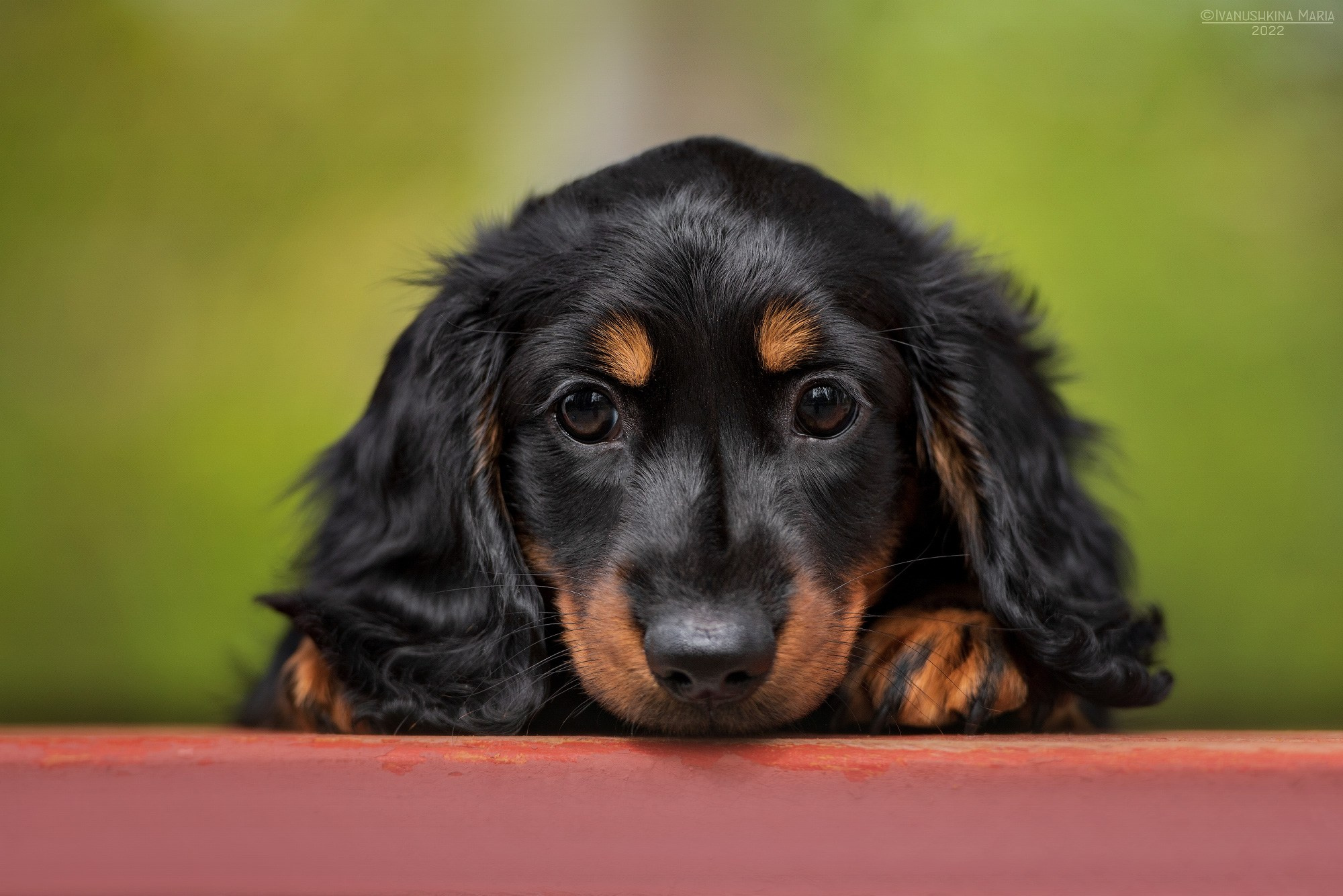 Фотосессия щенков на продажу. Фотограф собак в Москве и Московской области Иванушкина Мария