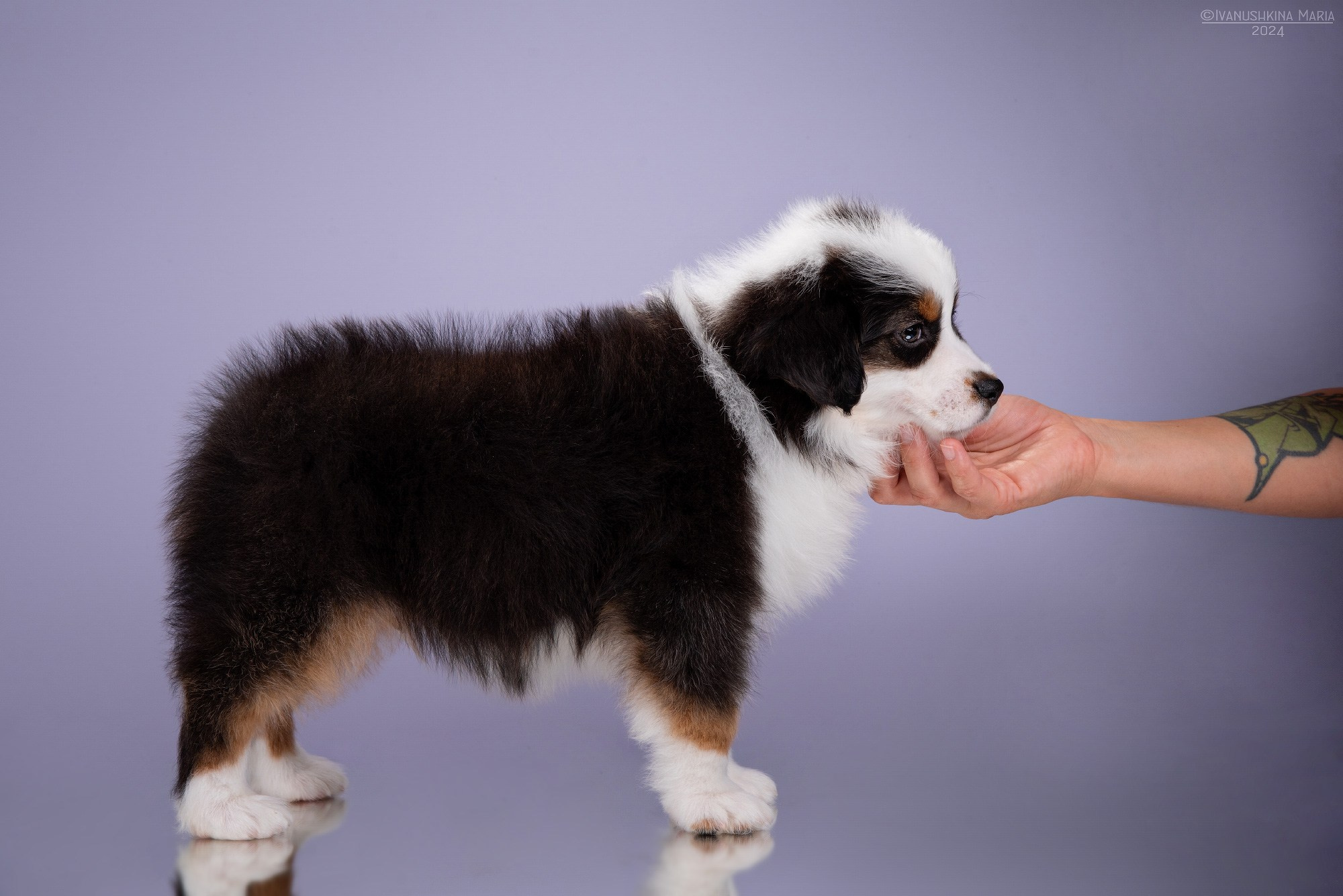 Экстерьерная фотосессия собаки. Фотограф собак в Москве и Московской области Иванушкина Мария