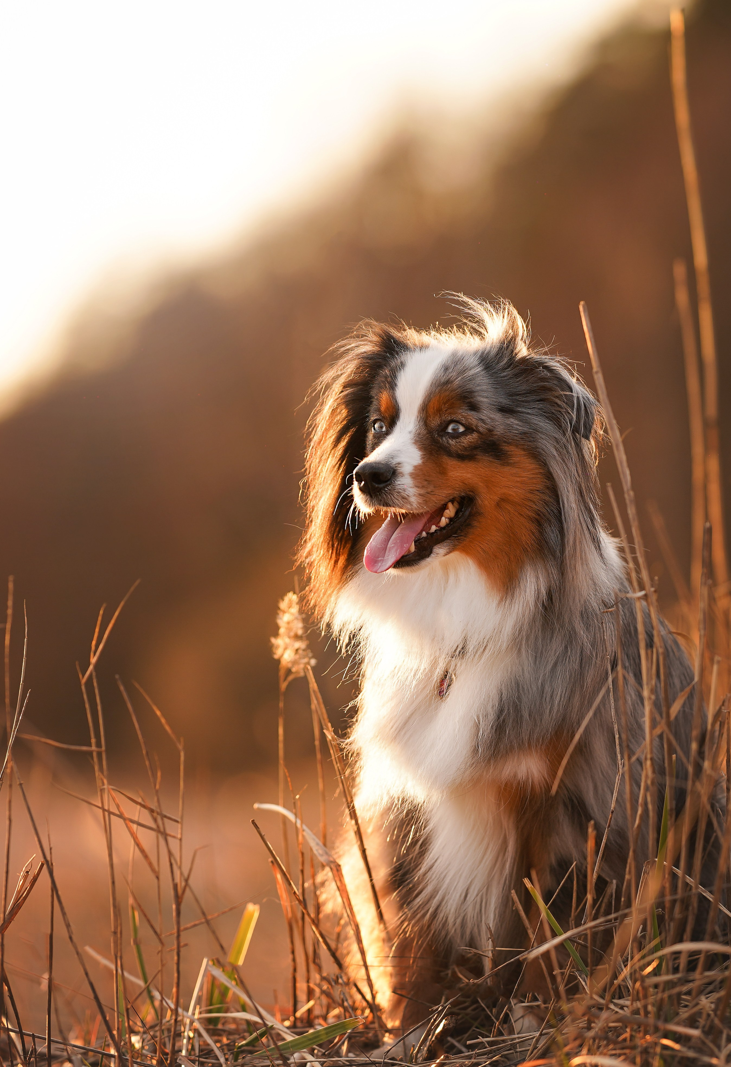 Алиса и Джокер. Фотограф-анималист в Санкт-Петербурге Яна Мартынова