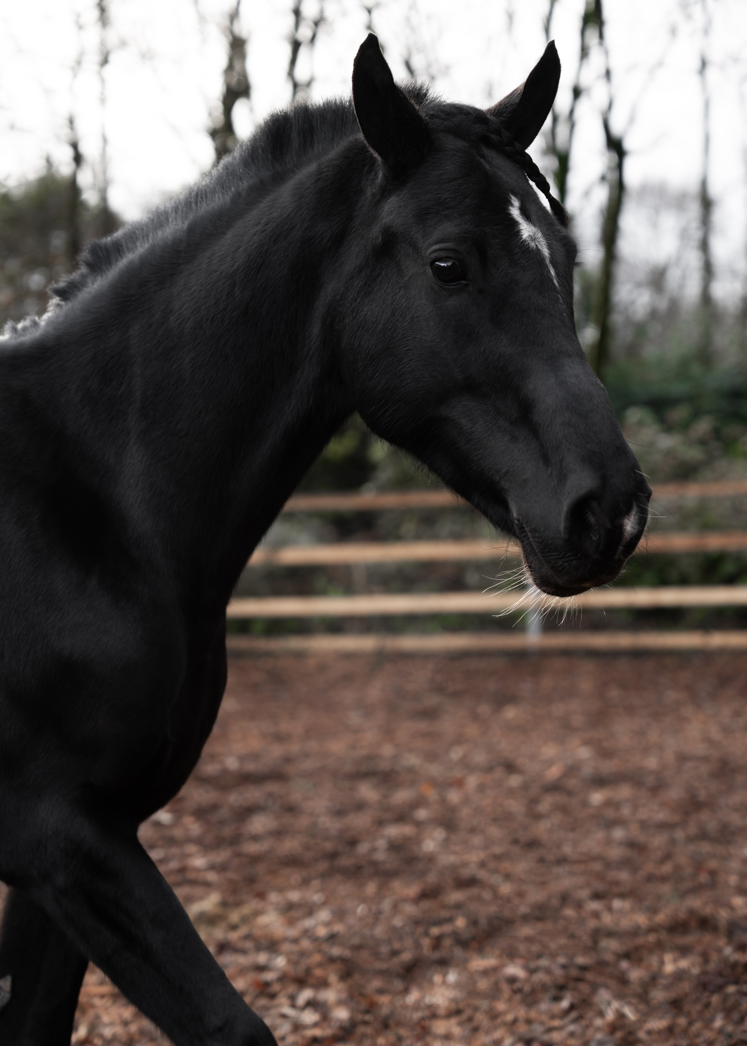фотосессия с лошадью в Краснодаре