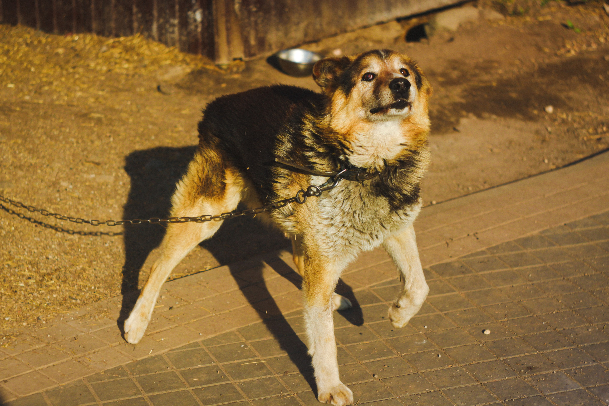 Myaksa. Den Mirov — Photographer, Musician