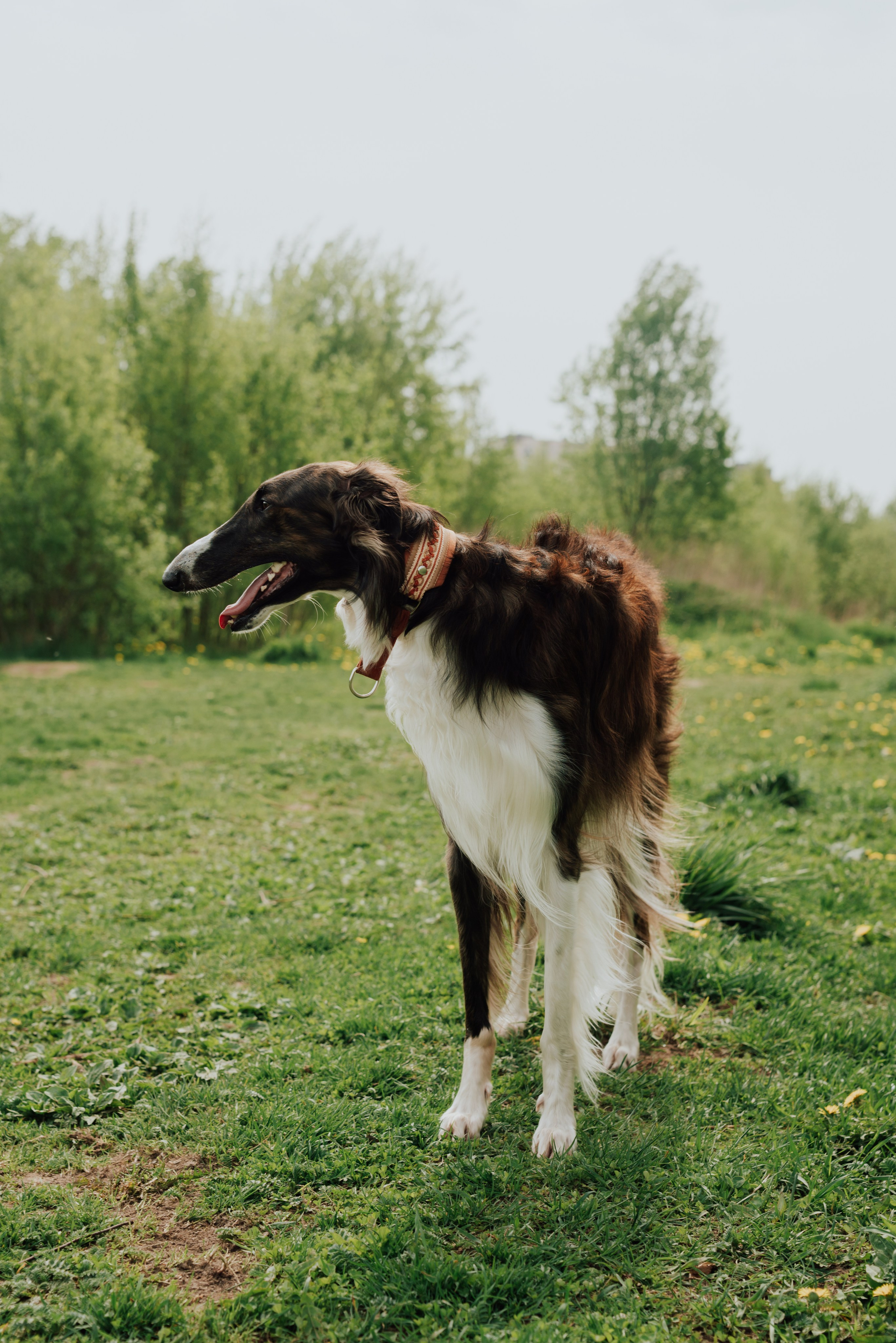 Животные. Фотограф в Санкт-Петербурге и Ленинградской области
