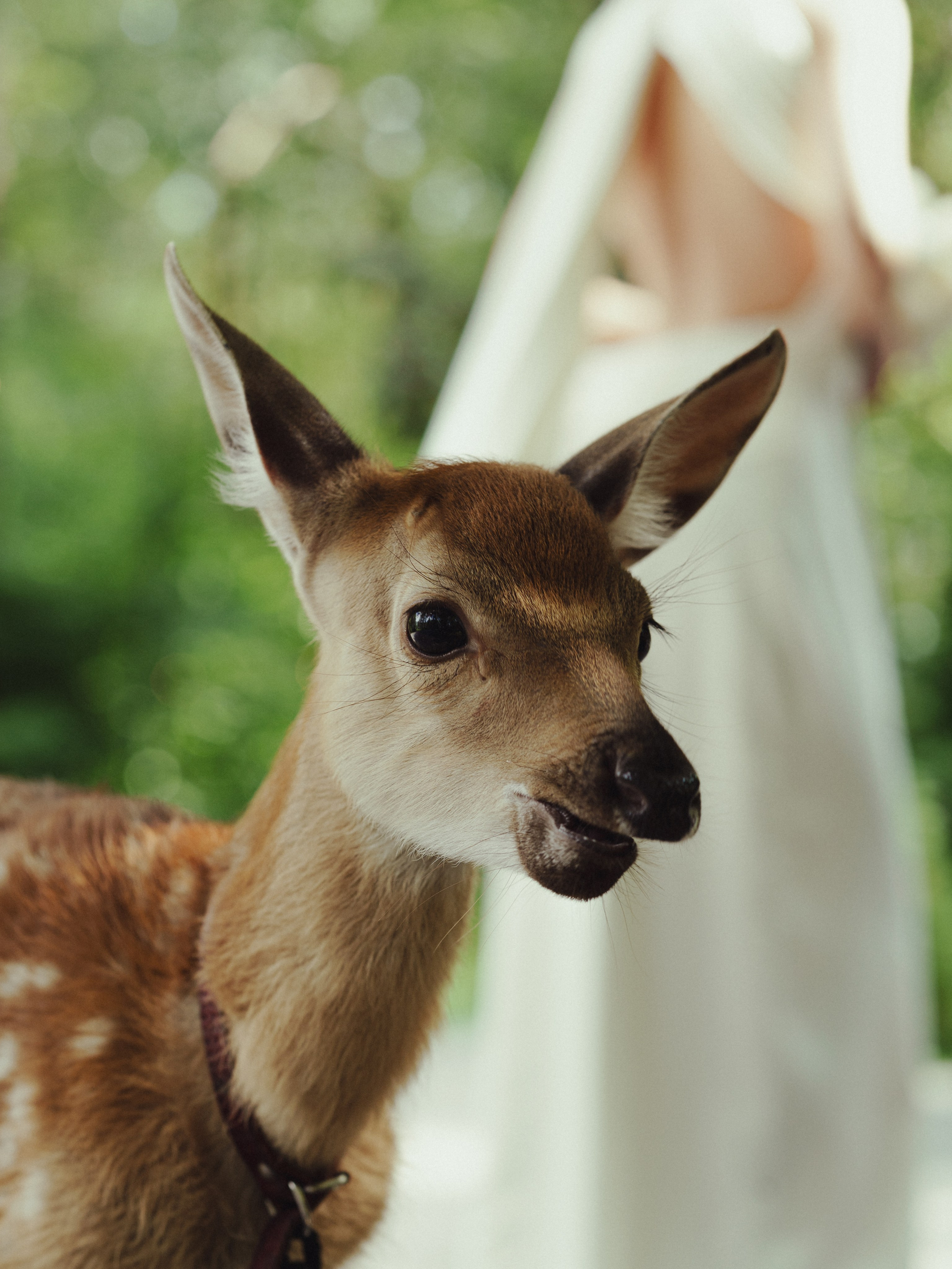 И даже птицы им пели песни. Свадебный фотограф Наташа Алешина