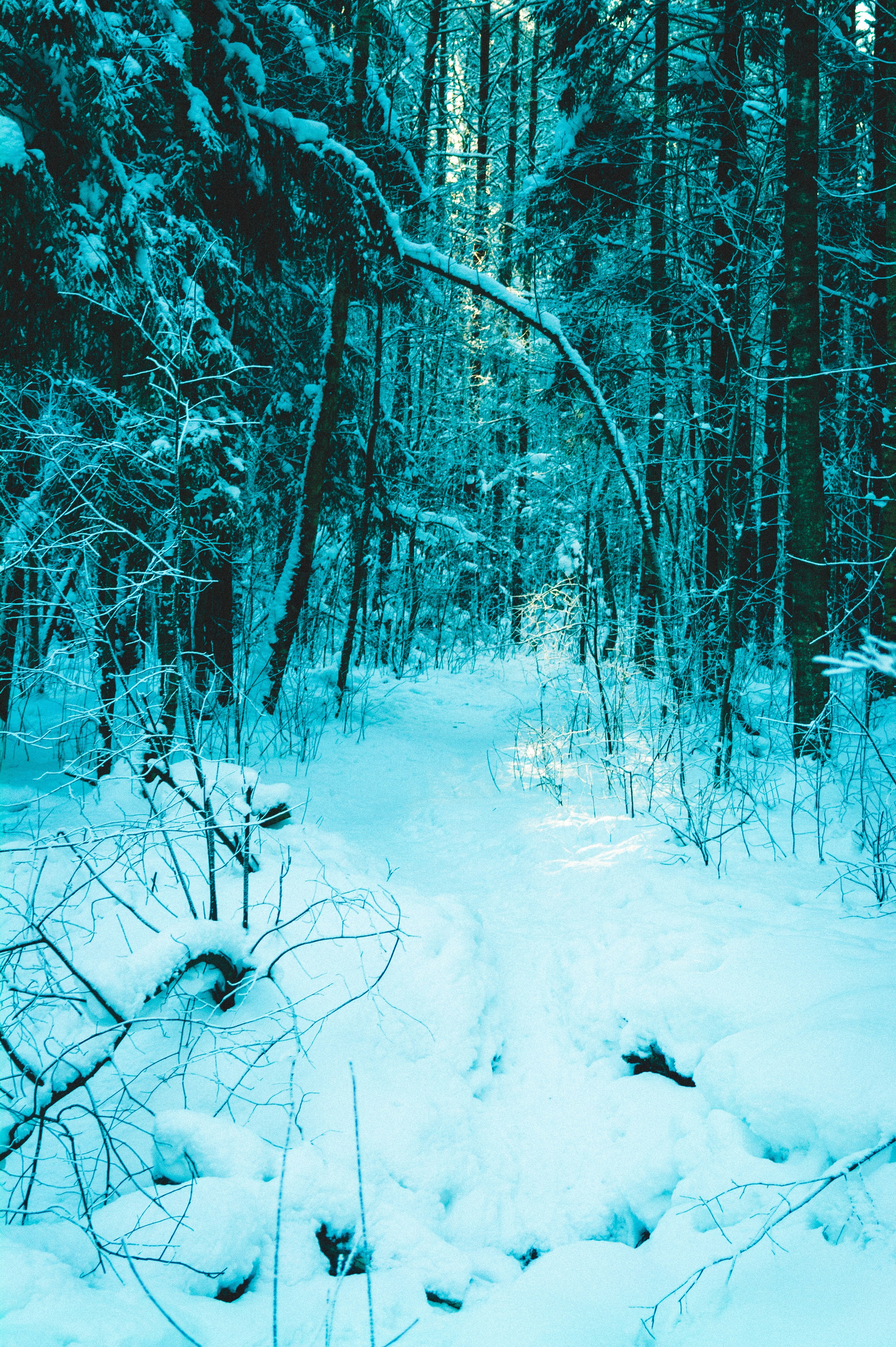 Тропа здоровья. Den Mirov — Фотограф, Музыкант