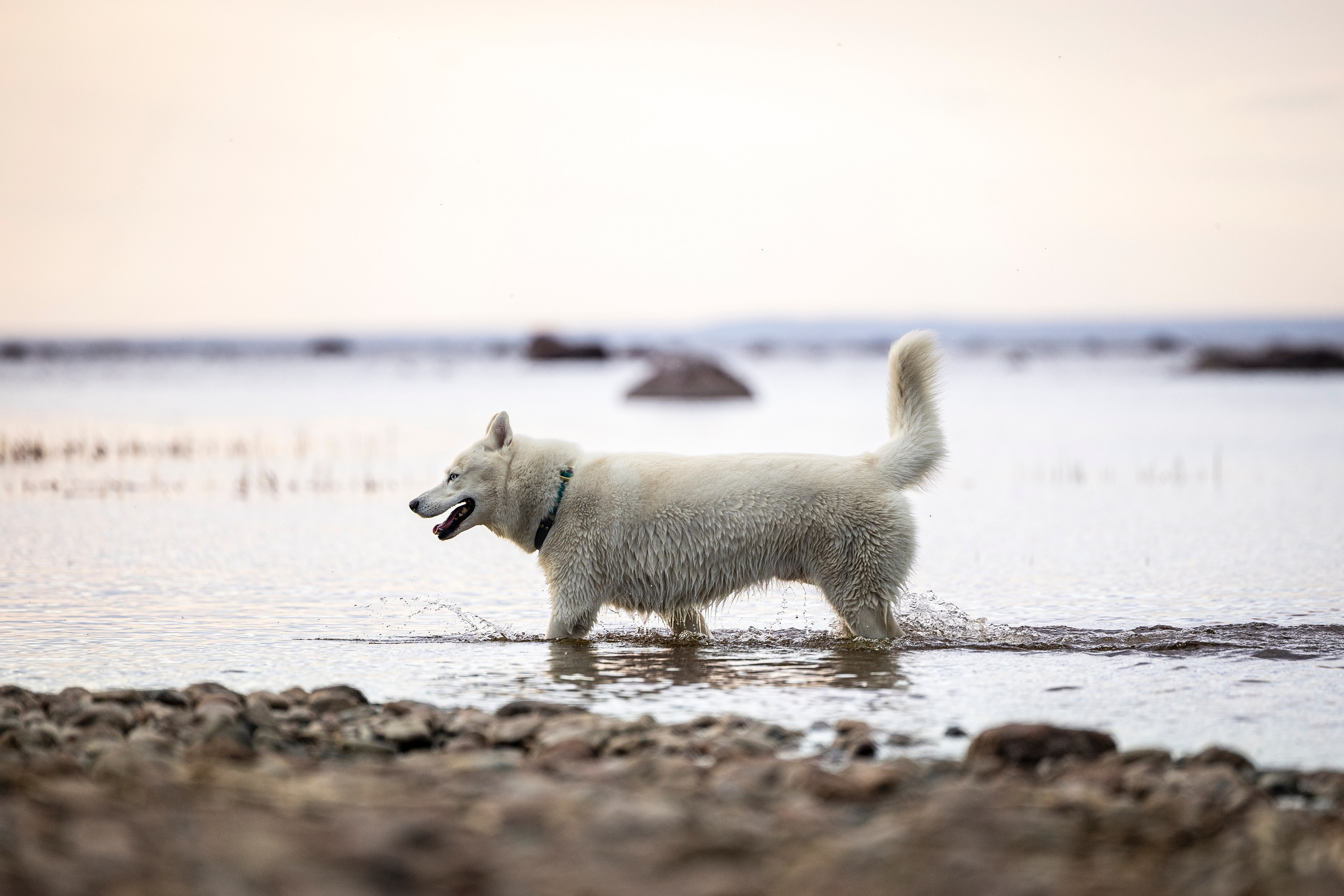 Ричард залив. Фотограф-анималист Анна Маринич