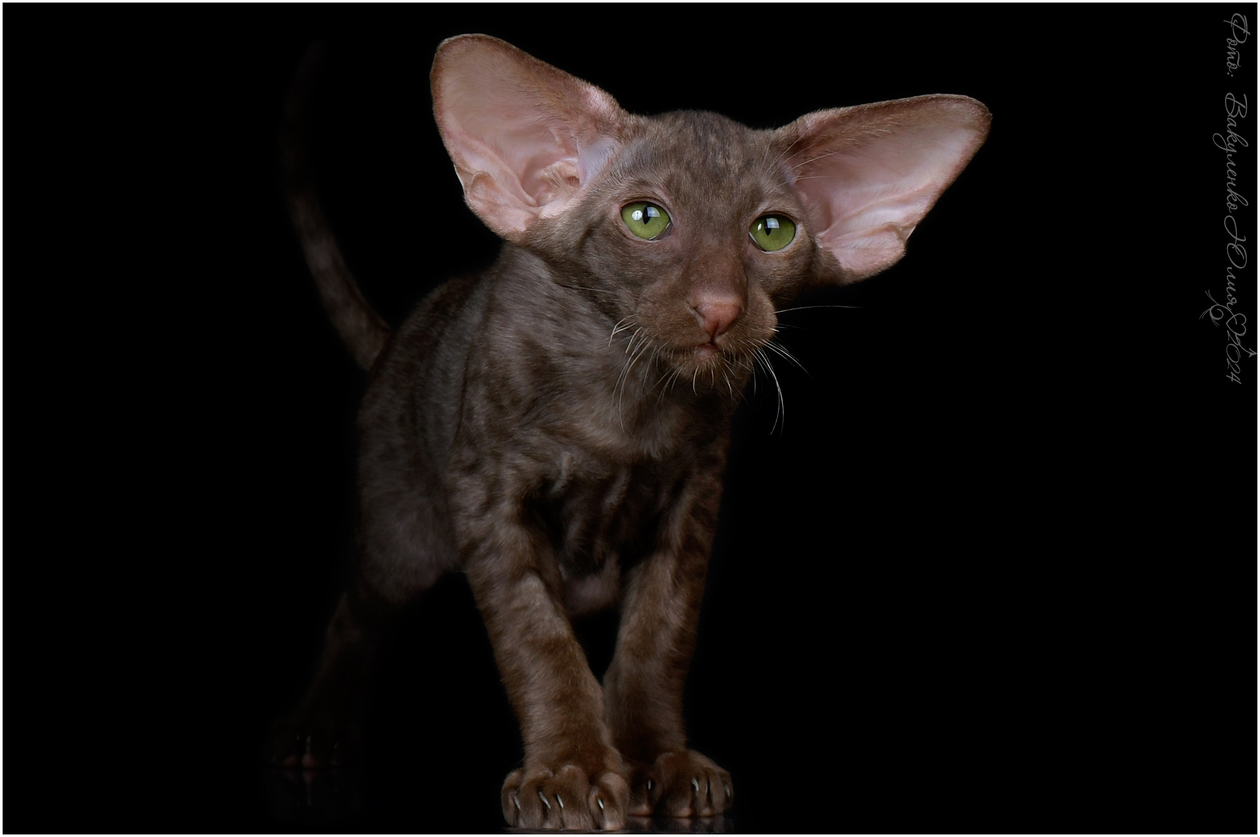 Котята. Фотограф анималист | семейный Юлия Вакуленко, г. Краснодар