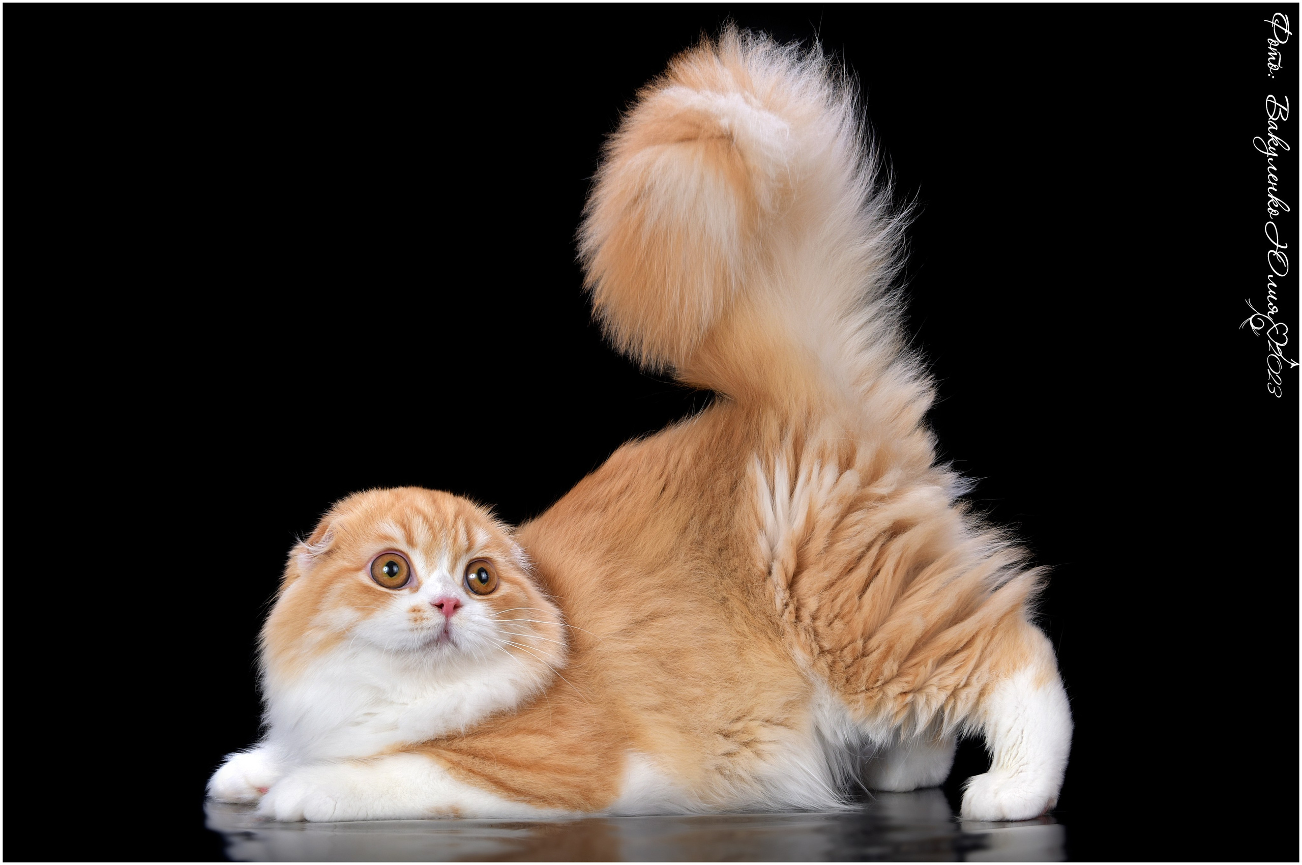 Взрослые. Фотограф анималист | семейный Юлия Вакуленко, г. Краснодар