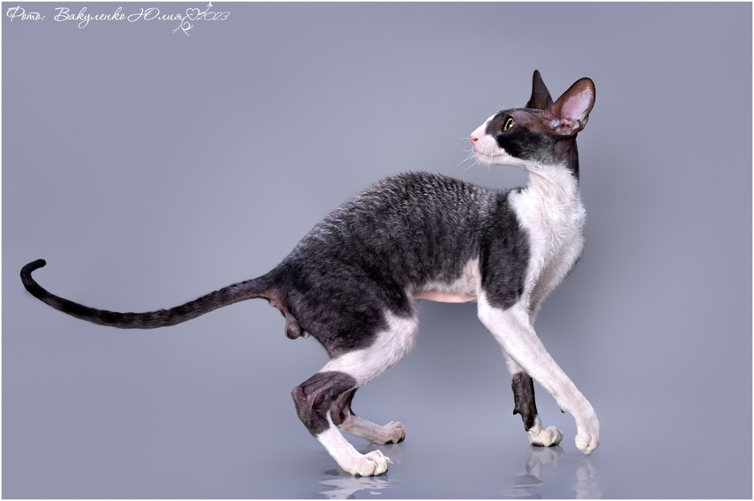 Взрослые. Фотограф анималист | семейный Юлия Вакуленко, г. Краснодар