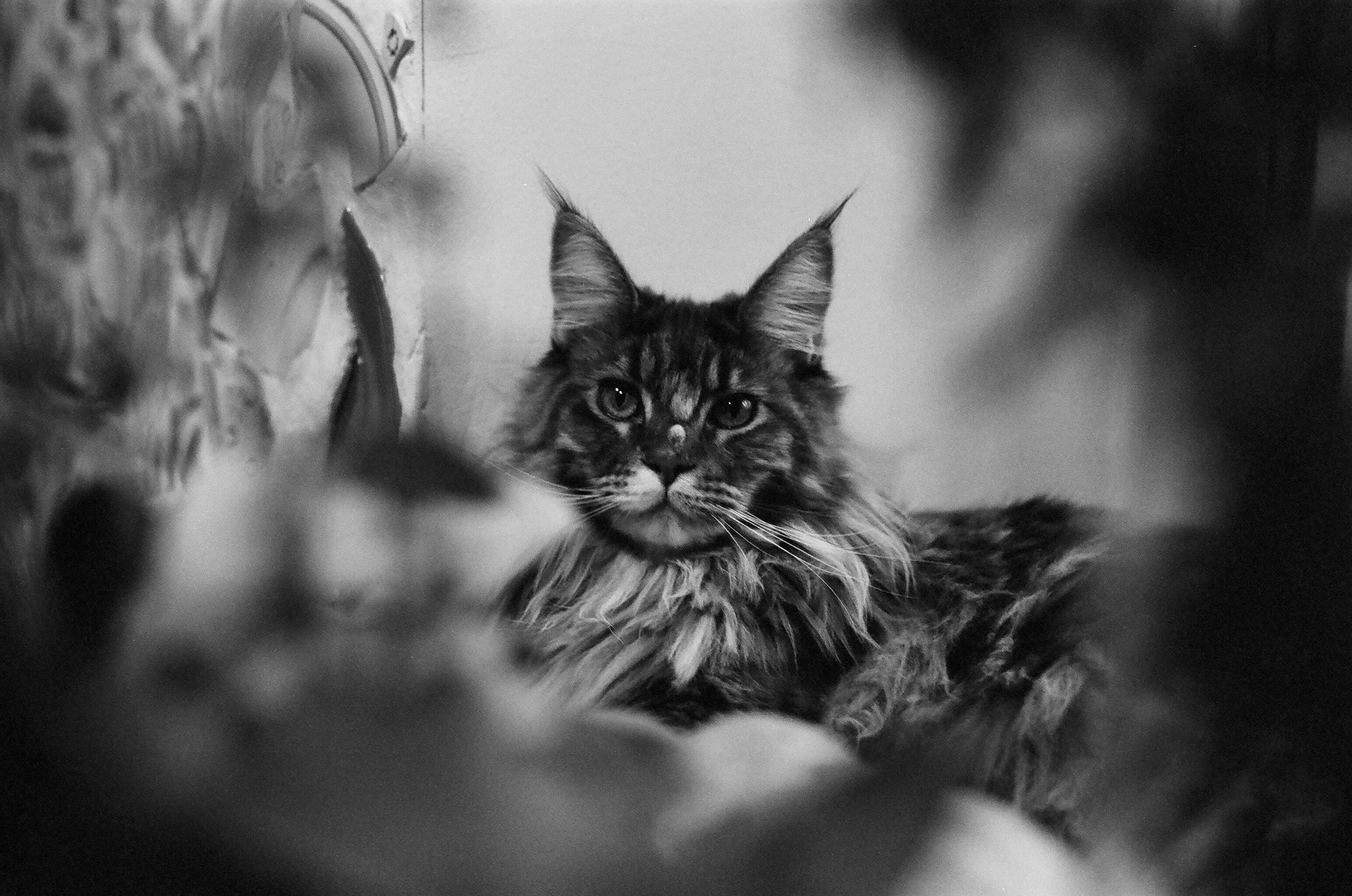 Film. Ruslan UI Dev Page