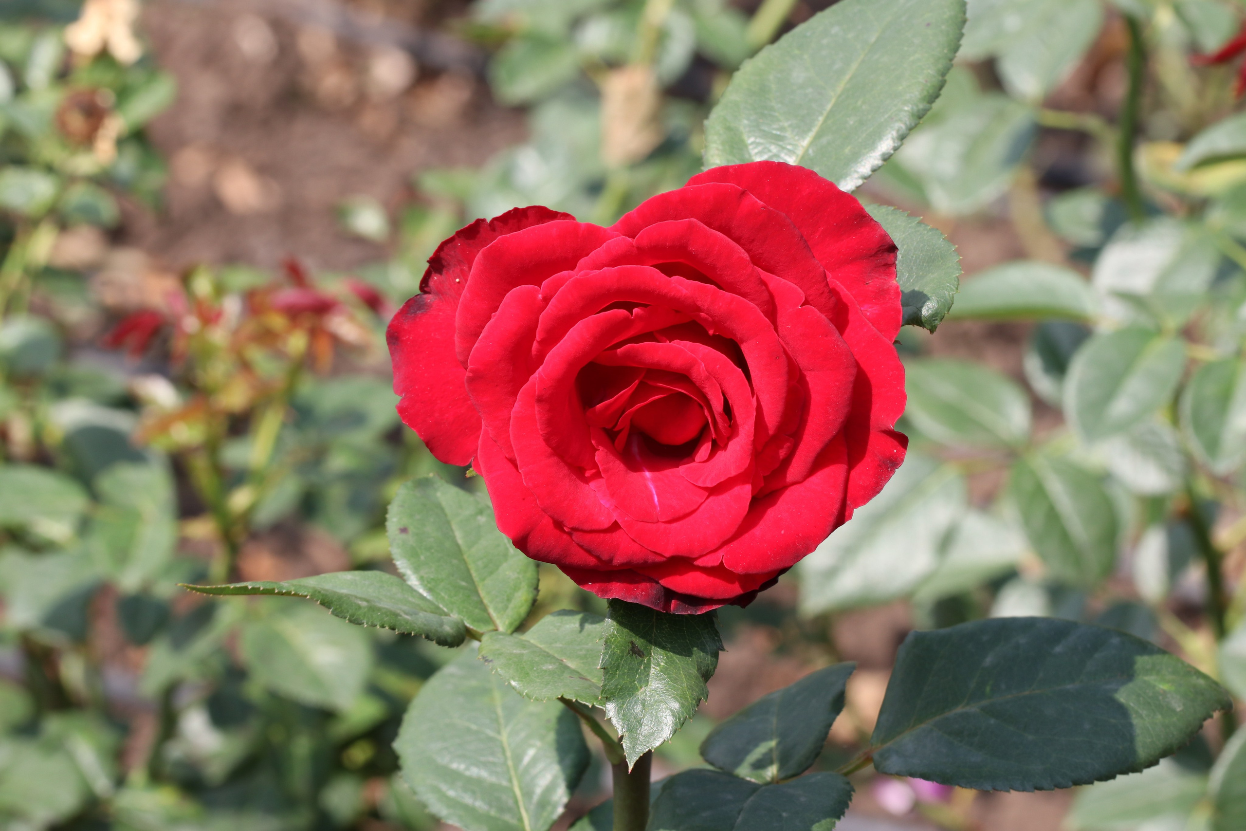 Долина роз в Кисловодске. Фото-художник и Репортажный фотограф Николаев Александр Алексеевич
