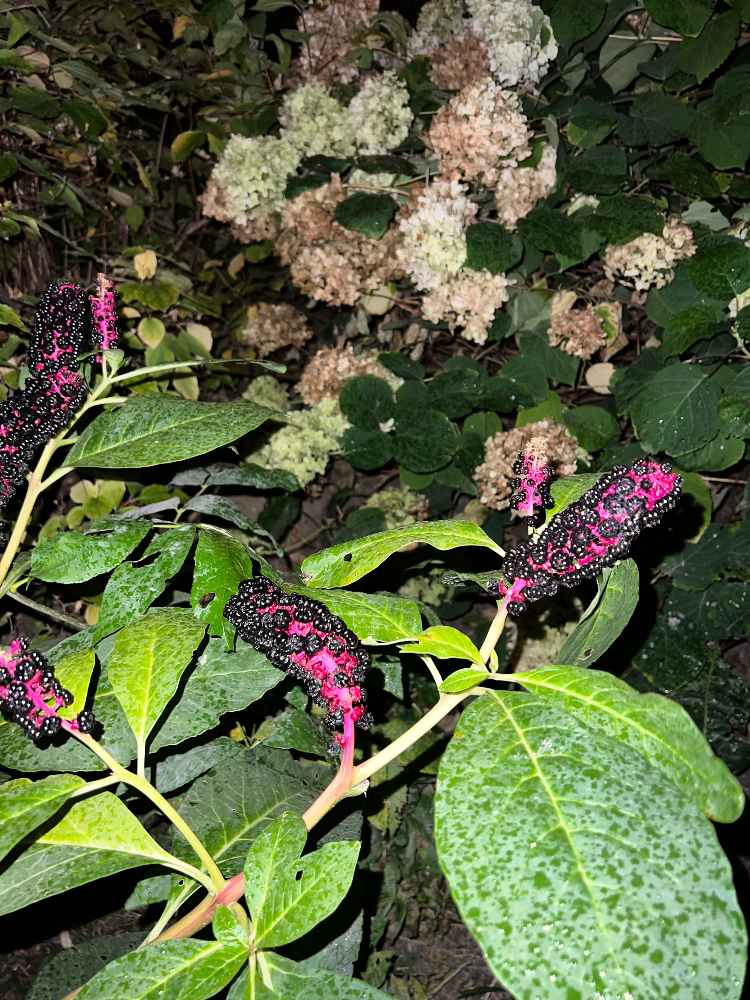 Цветы ночи. Анна Хвалина